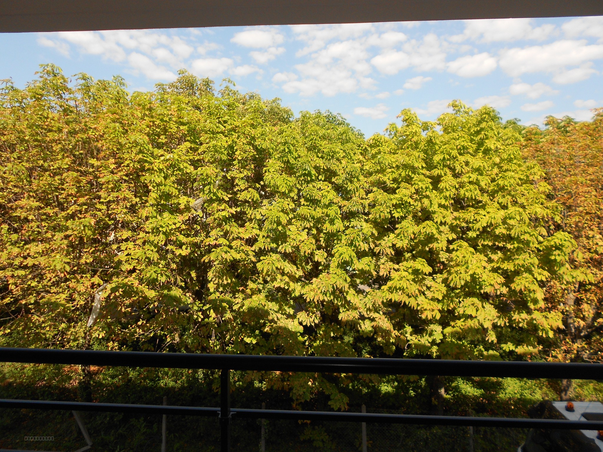 Beau T2 rénové de 29 m2 avec balcon et belle vue dégagée (OFFRE ACCEPTÉE) — photo 8