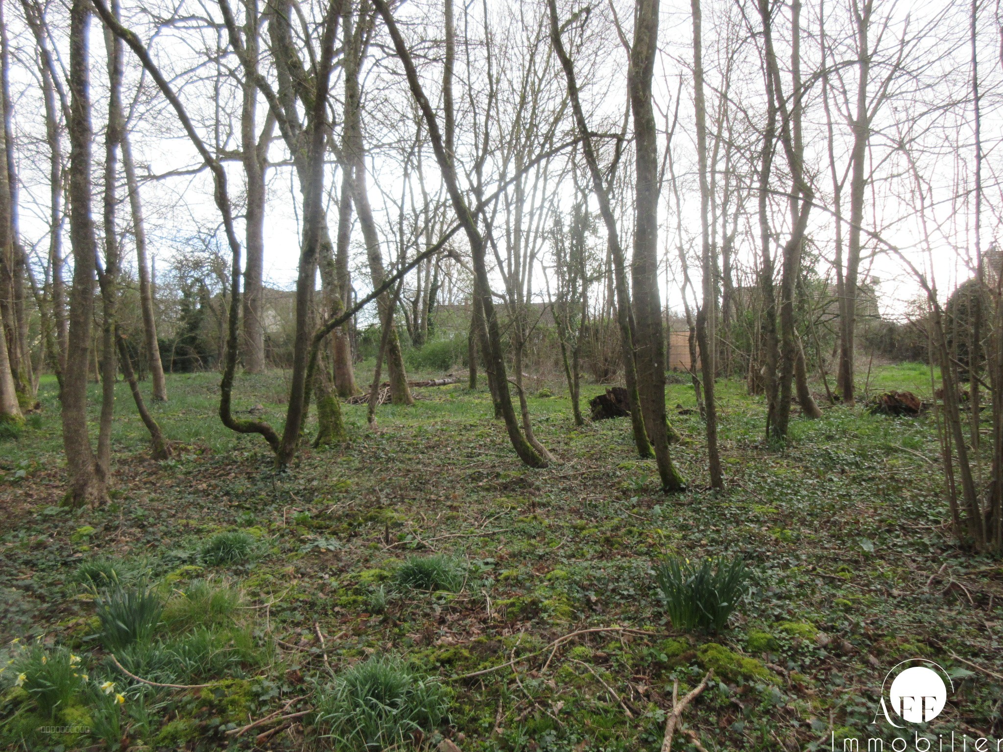 Terrain à Bâtir de 3102 m2 - Saint-Siméon — photo 2