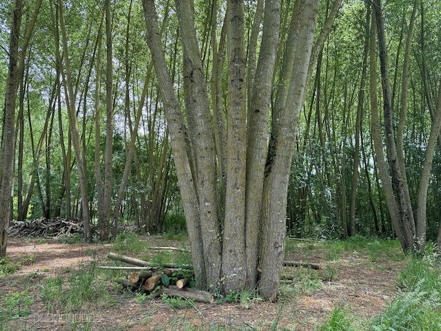 Terrain de loisirs en bord de rivière — photo 4