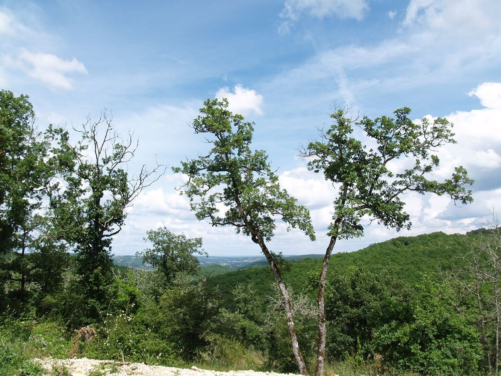 PROPRIÉTÉ TOURISTIQUE à LOUPIAC  46 — photo 12