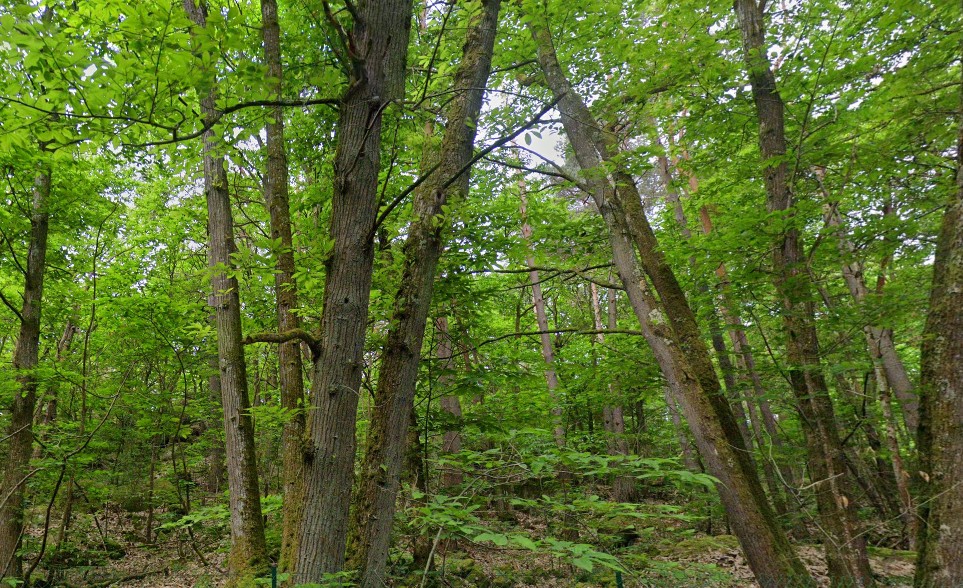 TERRAIN DE LOISIR — photo 2