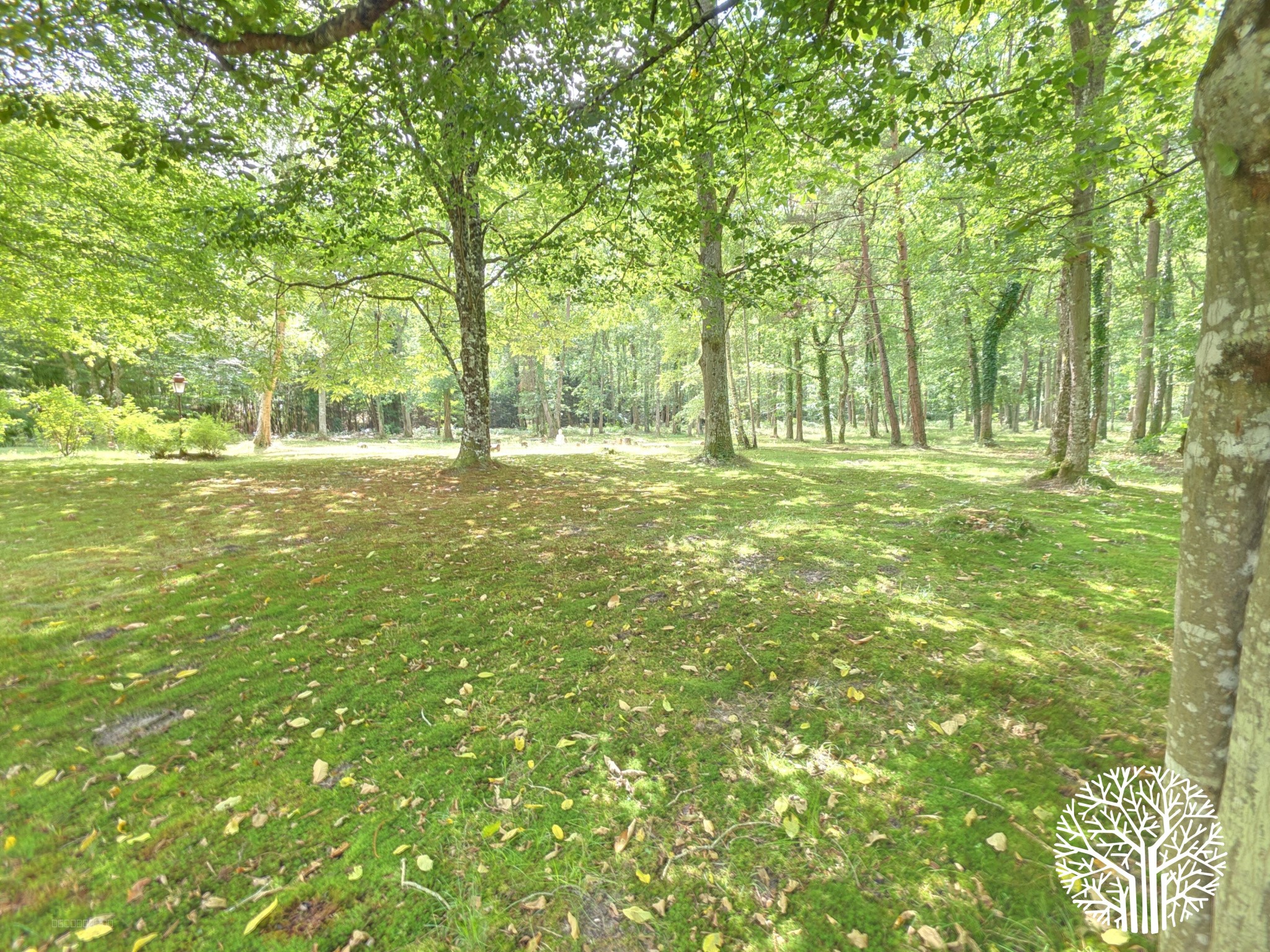 Superbe propriété forestière avec maison familiale et studio indépendant — photo 2