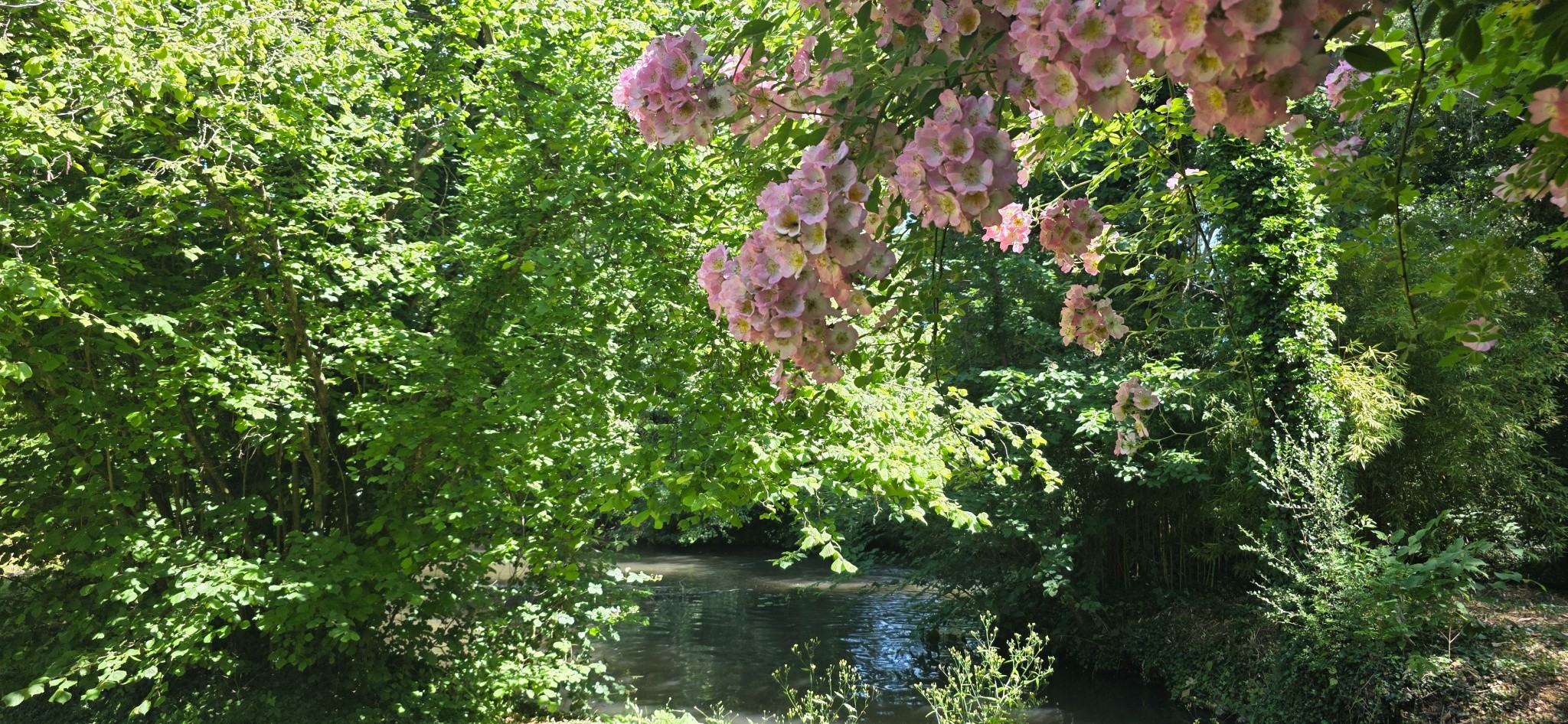 Un Hectare de Rêve au Bord de l'Eau par l'Agence du Bois Dormant — photo 9