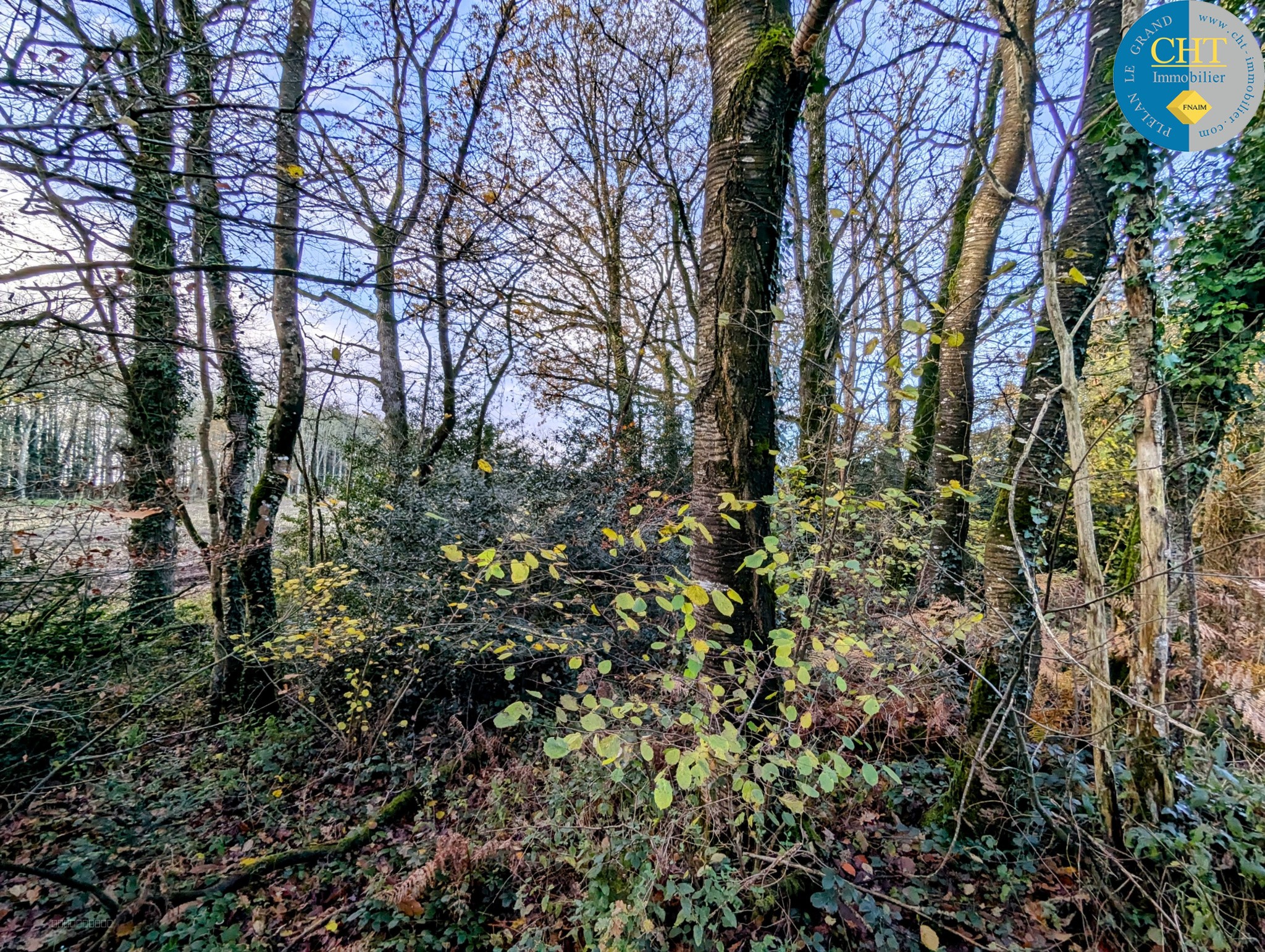 Terrain boisé à acheter avec CHT Immobilier — photo 8