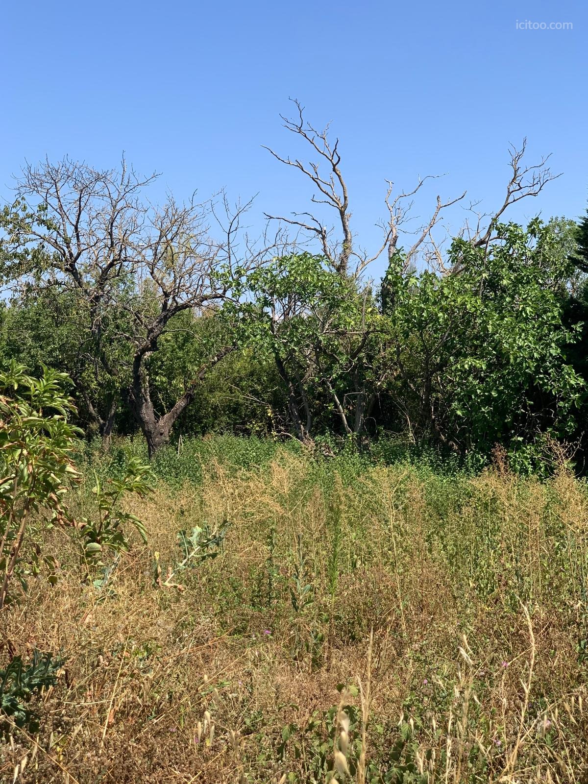 Terrain constructible à vendre à Castelnaudary avec végétation dense et arbres secs.