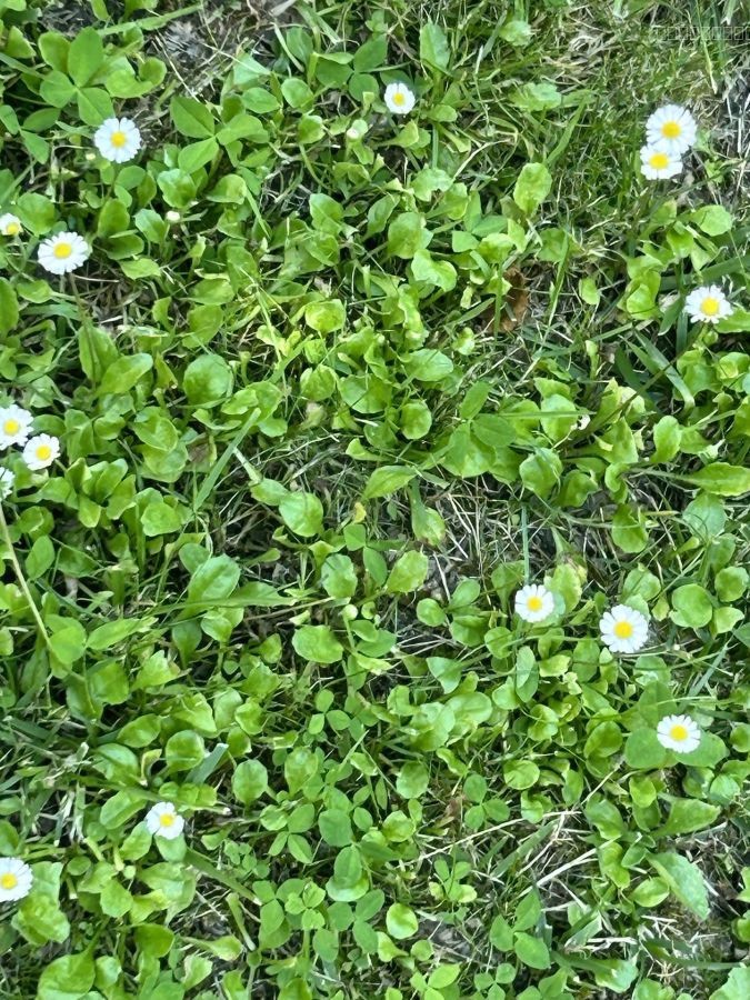Terrain viabilisé — photo 1