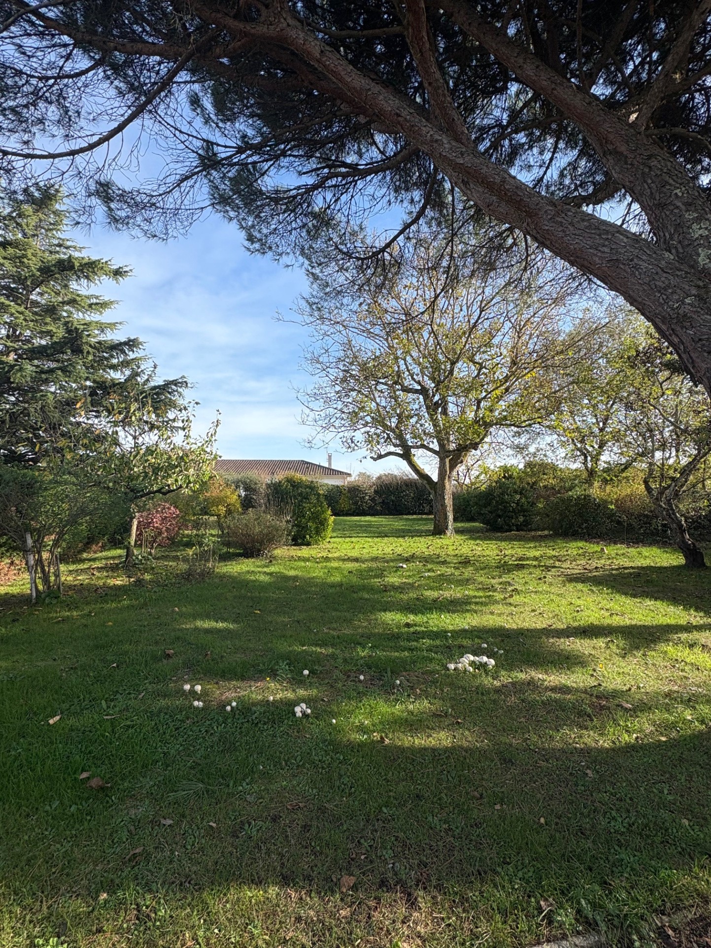 Maison de 4 chambres sur sous sol avec jardin arboré au calme — photo 6