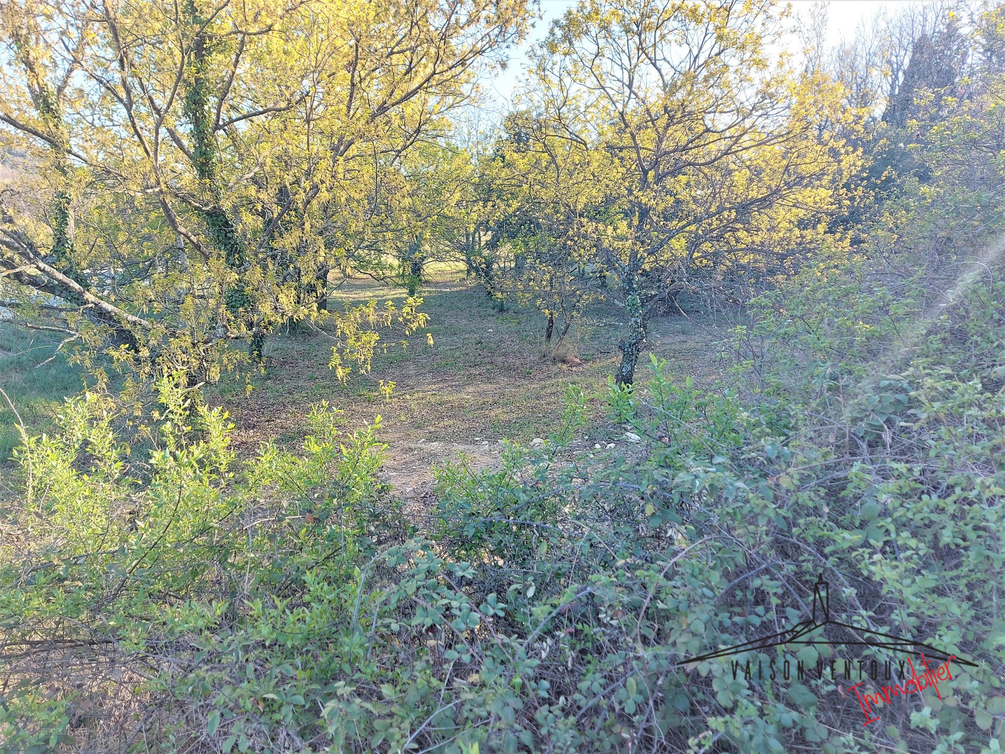 Terrain arboré de 1350 m2 avec permis de constuire pour une habitation de 100m2, un gararge et une piscine. — photo 2
