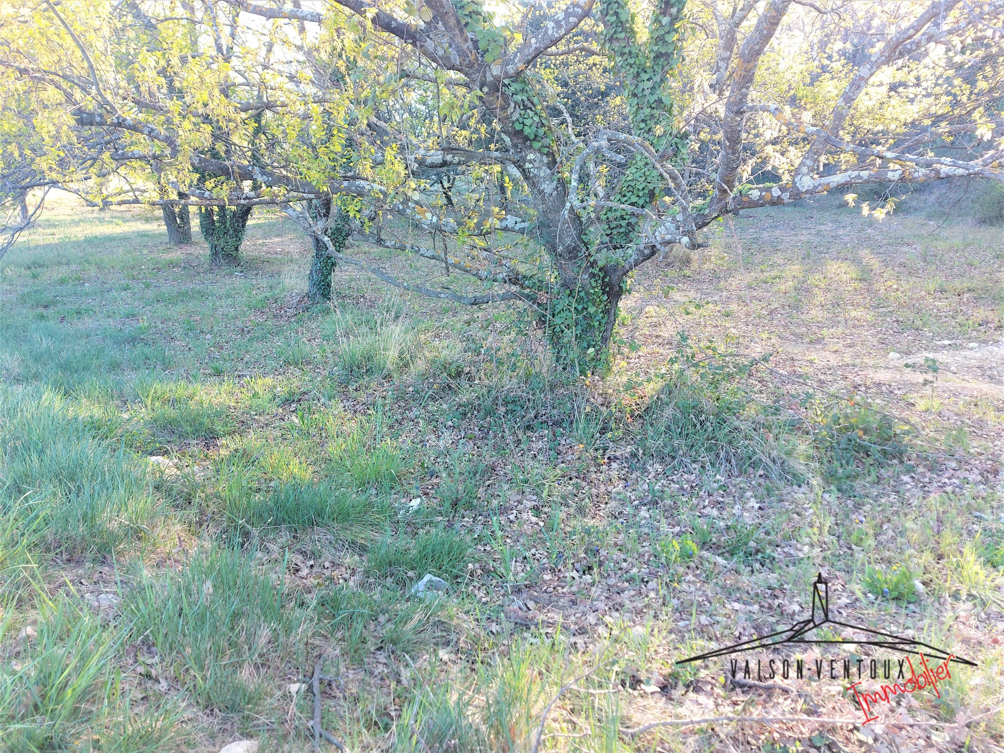 Terrain arboré de 1350 m2 avec permis de constuire pour une habitation de 100m2, un gararge et une piscine. — photo 3