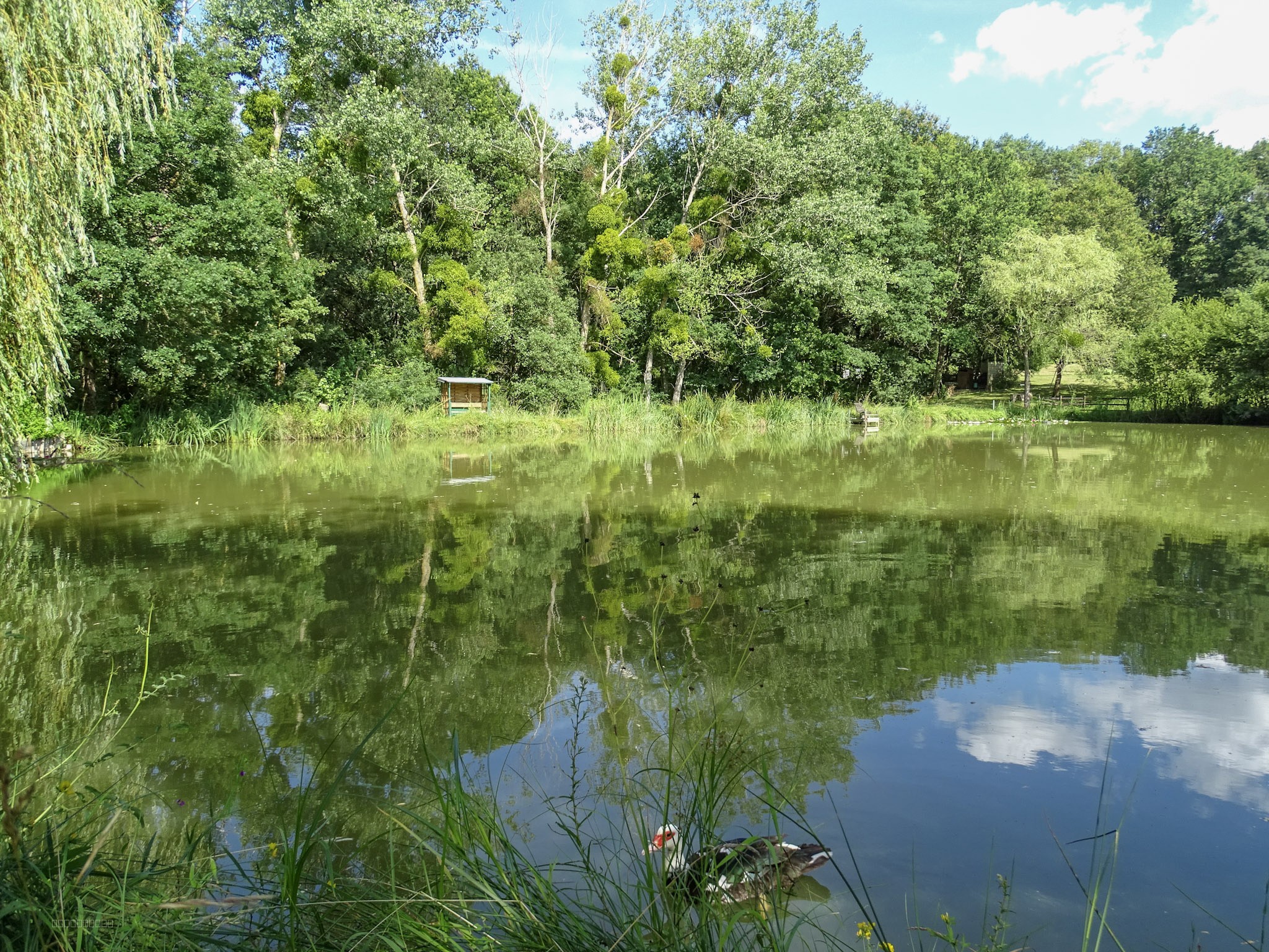 Terrain de loisir — photo 8