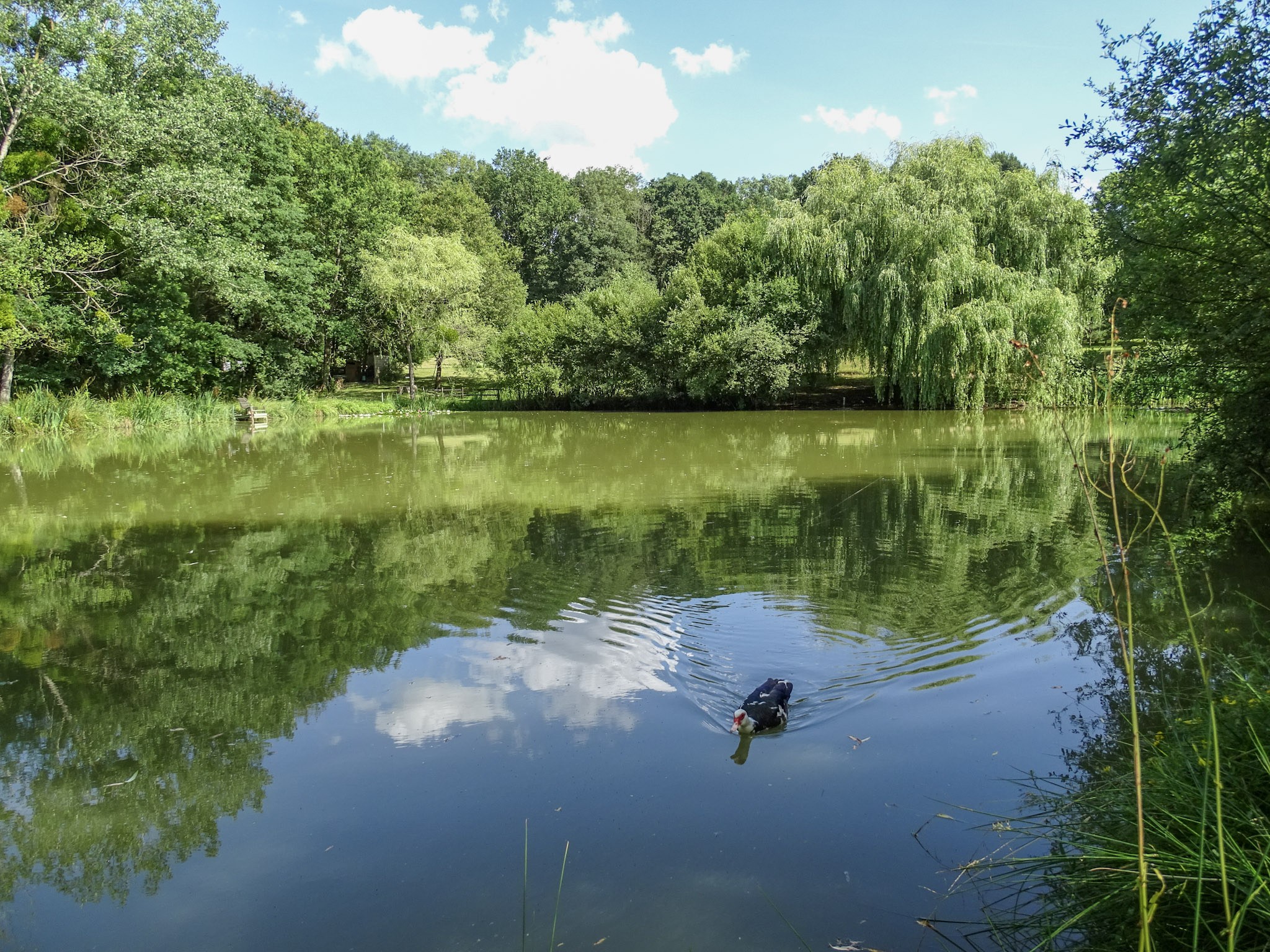 Terrain de loisir — photo 5