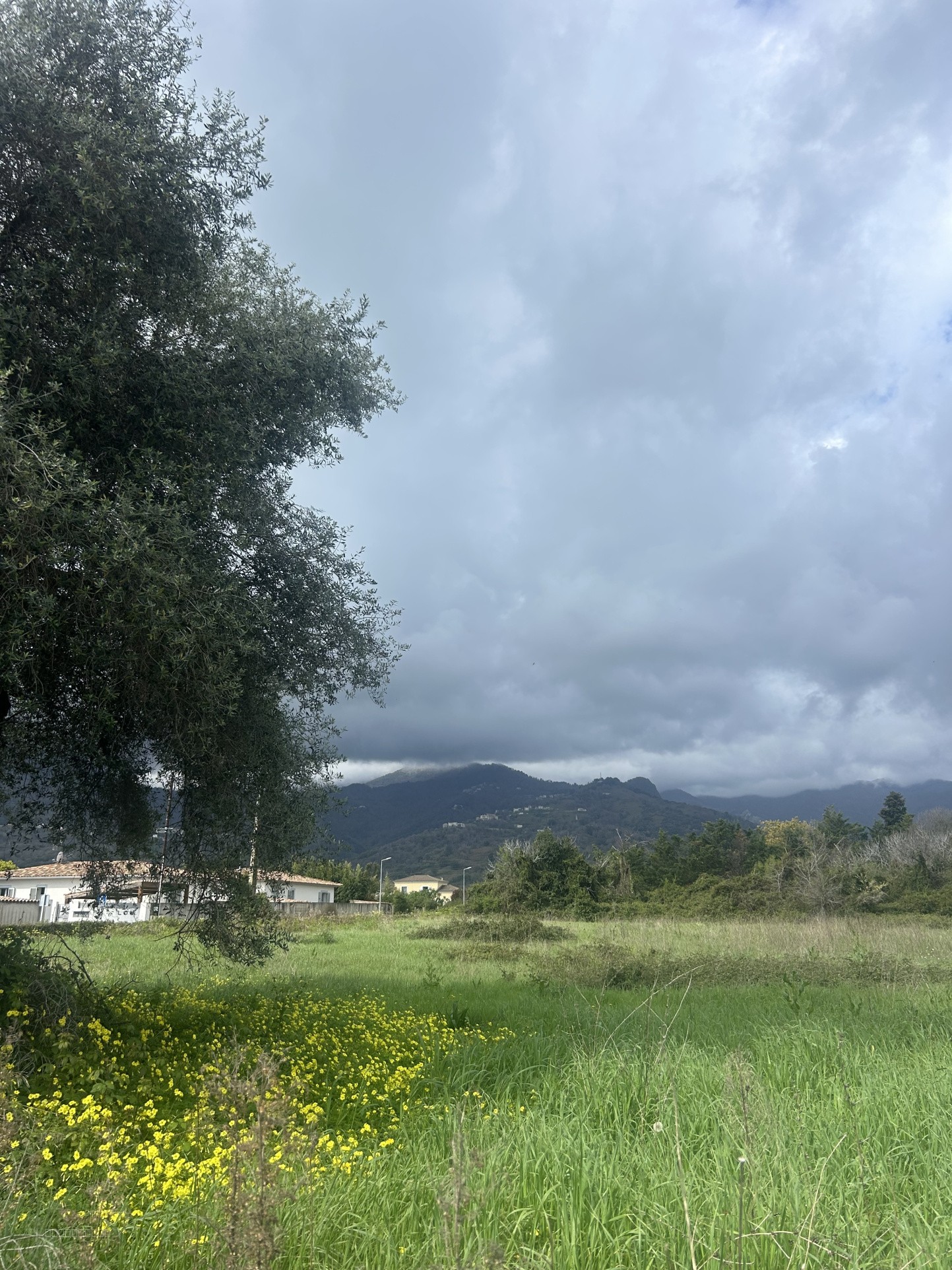 Nouvelle Résidence à Santa Lucia di Moriani   Résidence L'Alivu — photo 2
