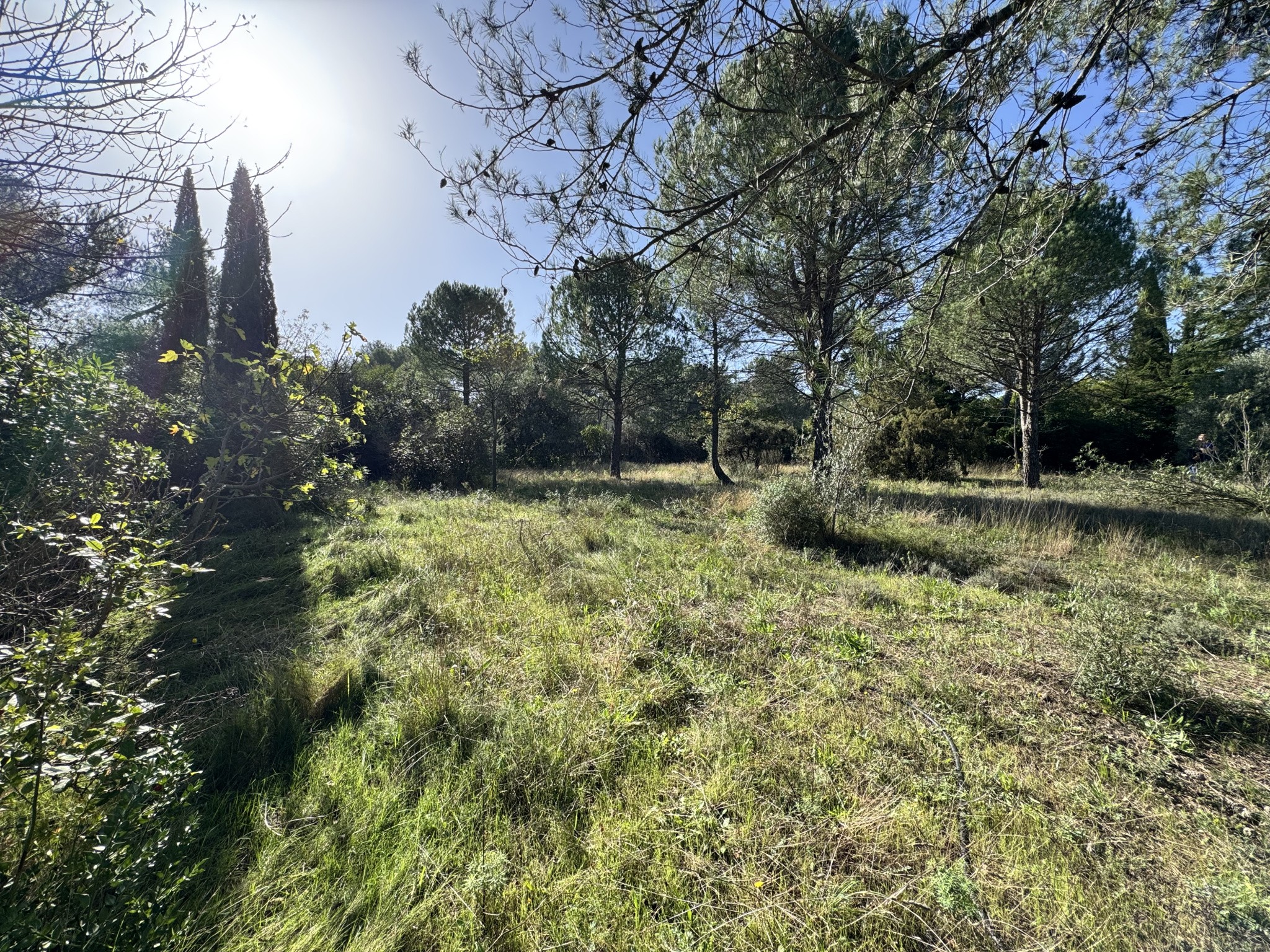 Montferrier-Sur-Lez très beau terrain à la Devèze — photo 3