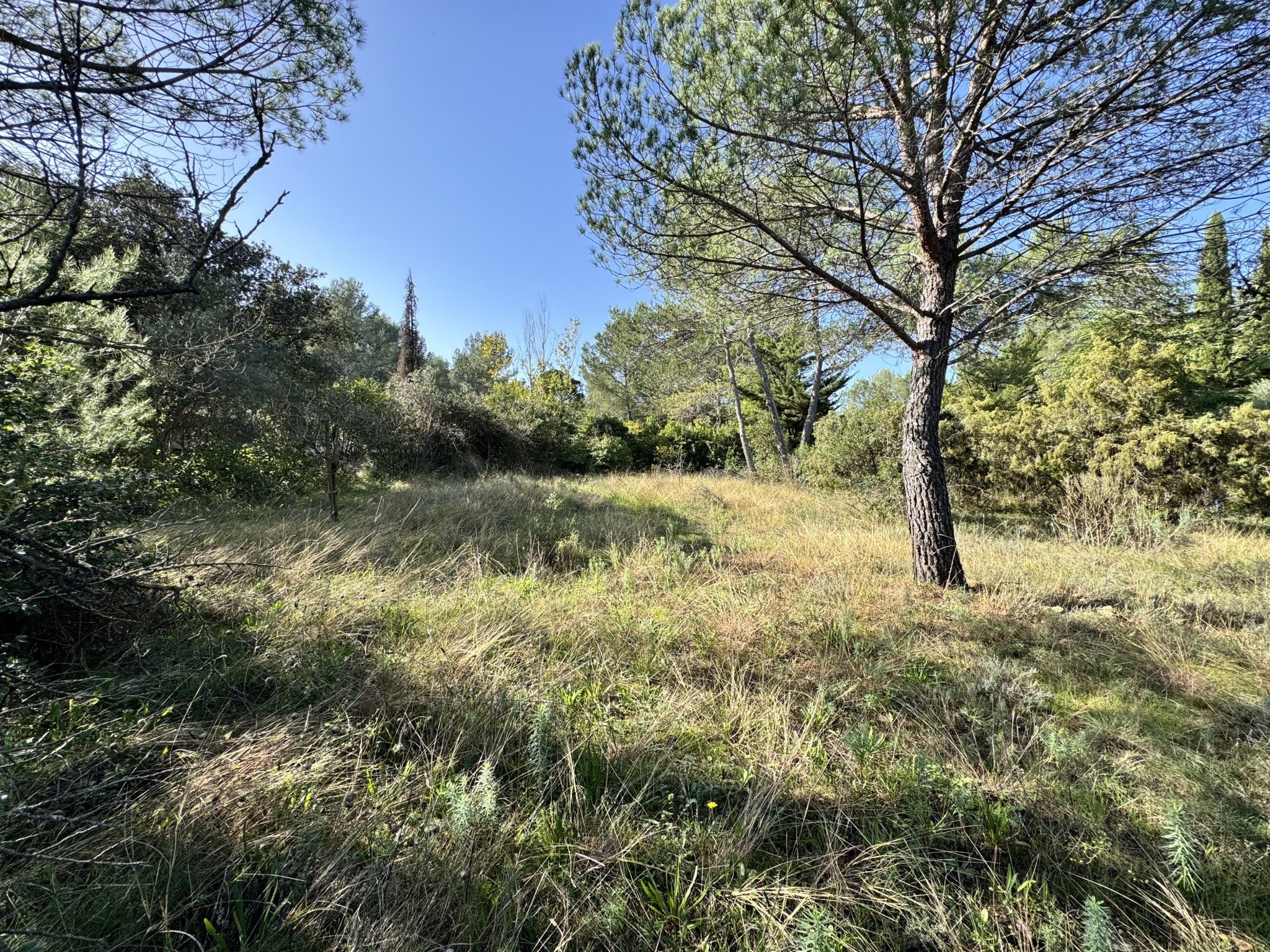 Montferrier-Sur-Lez très beau terrain à la Devèze — photo 5