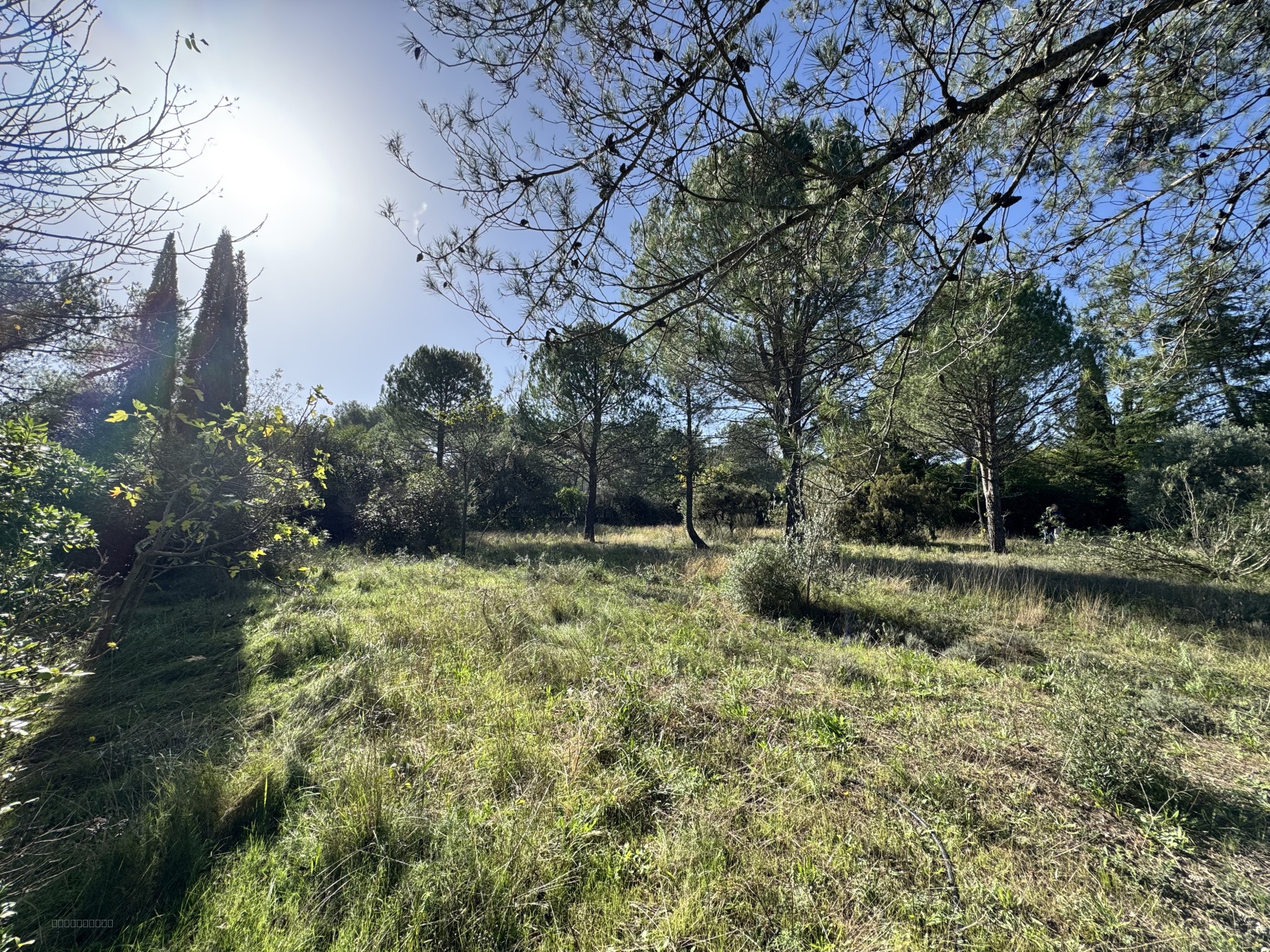 Montferrier-Sur-Lez très beau terrain à la Devèze — photo 4
