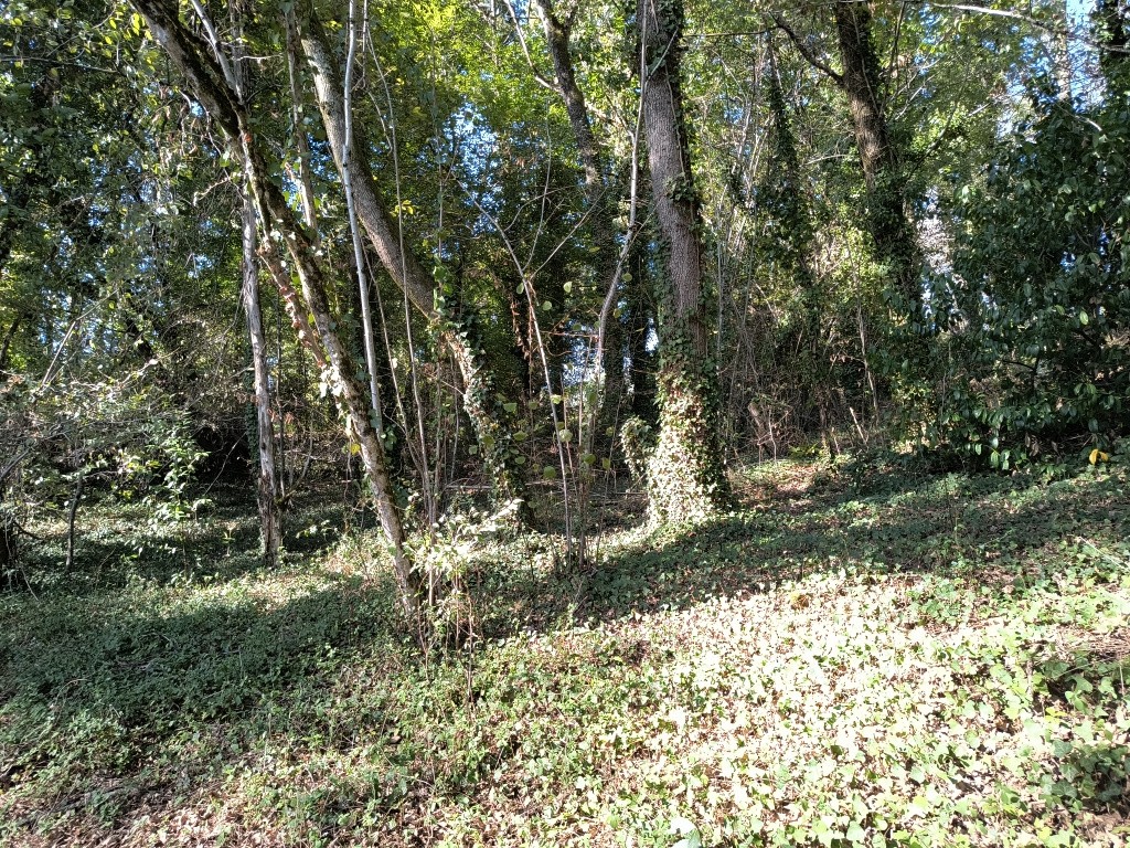 Terrain à bâtir, arboré — photo 3