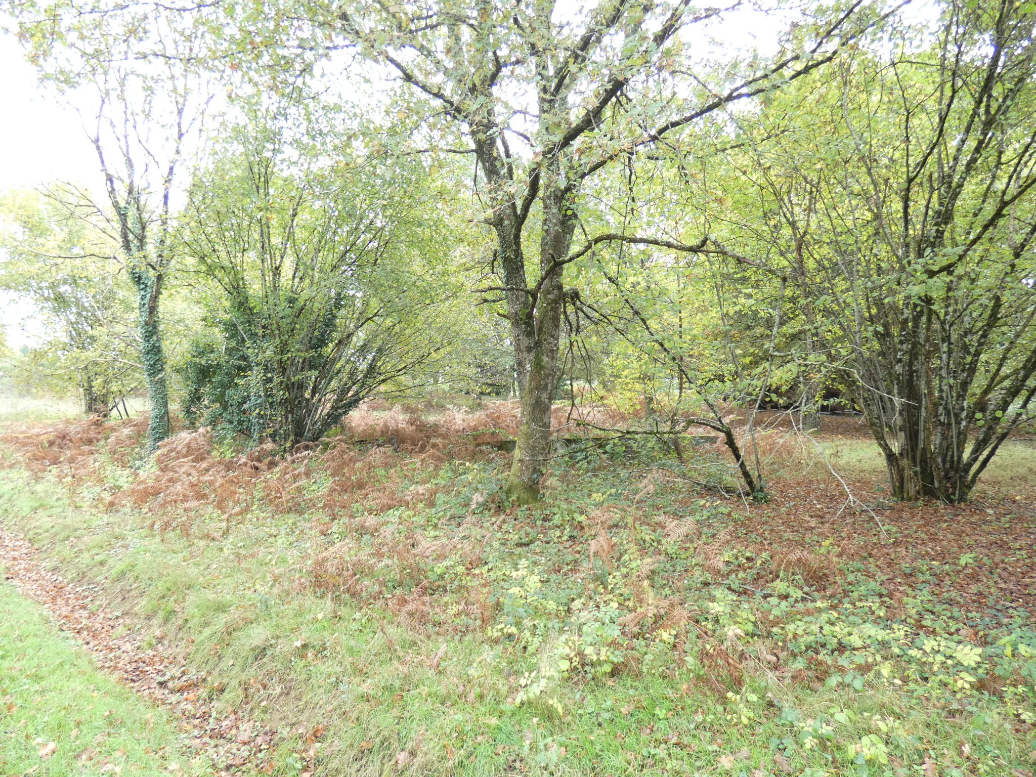 TERRAIN VIABILISE PANAZOL 6411 m2 — photo 2