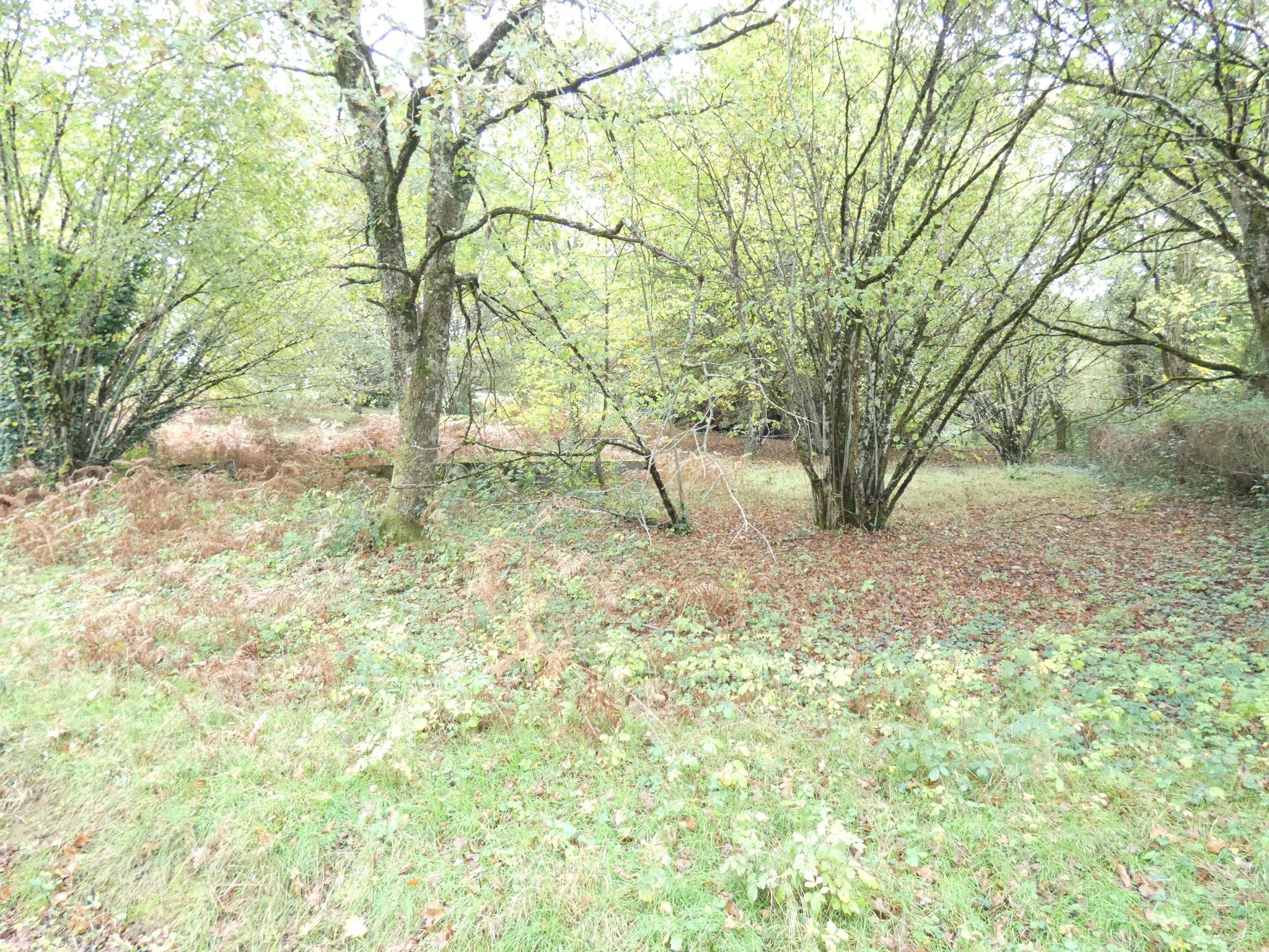 TERRAIN VIABILISE PANAZOL 6411 m2 — photo 5
