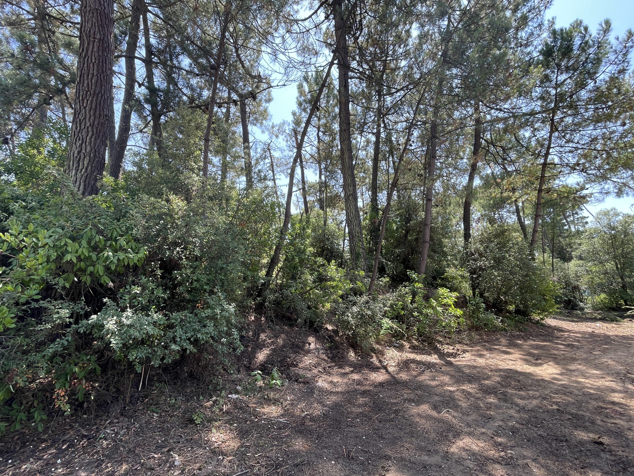 'POMME DE PIN' Terrain constructible proche forêt — photo 1