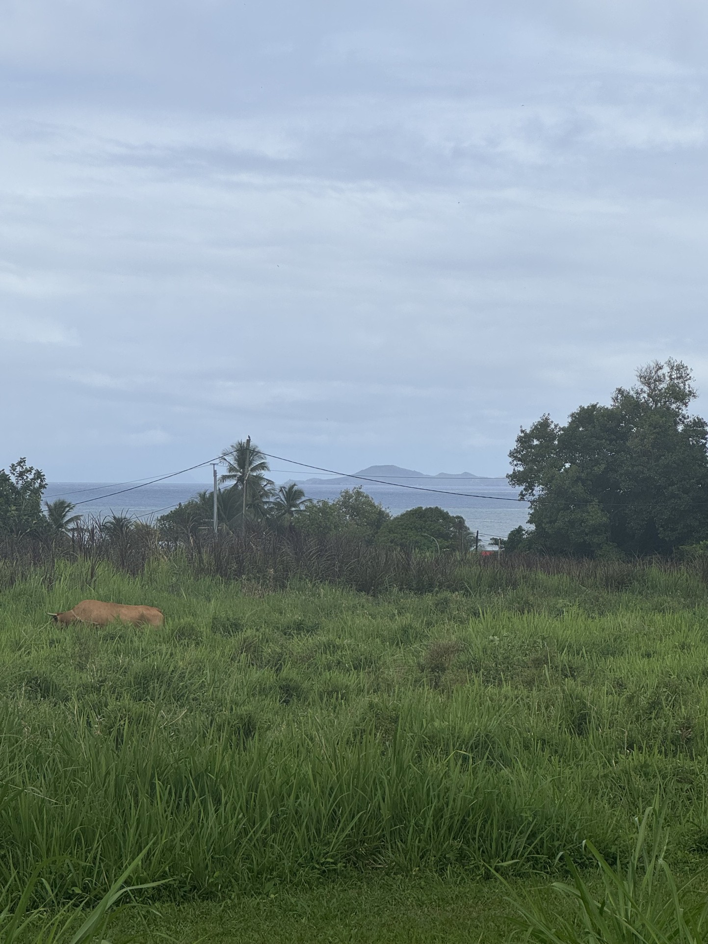 Terrain à la vente - Capesterre-Belle-Eau Plat & Viabilisé — photo 9