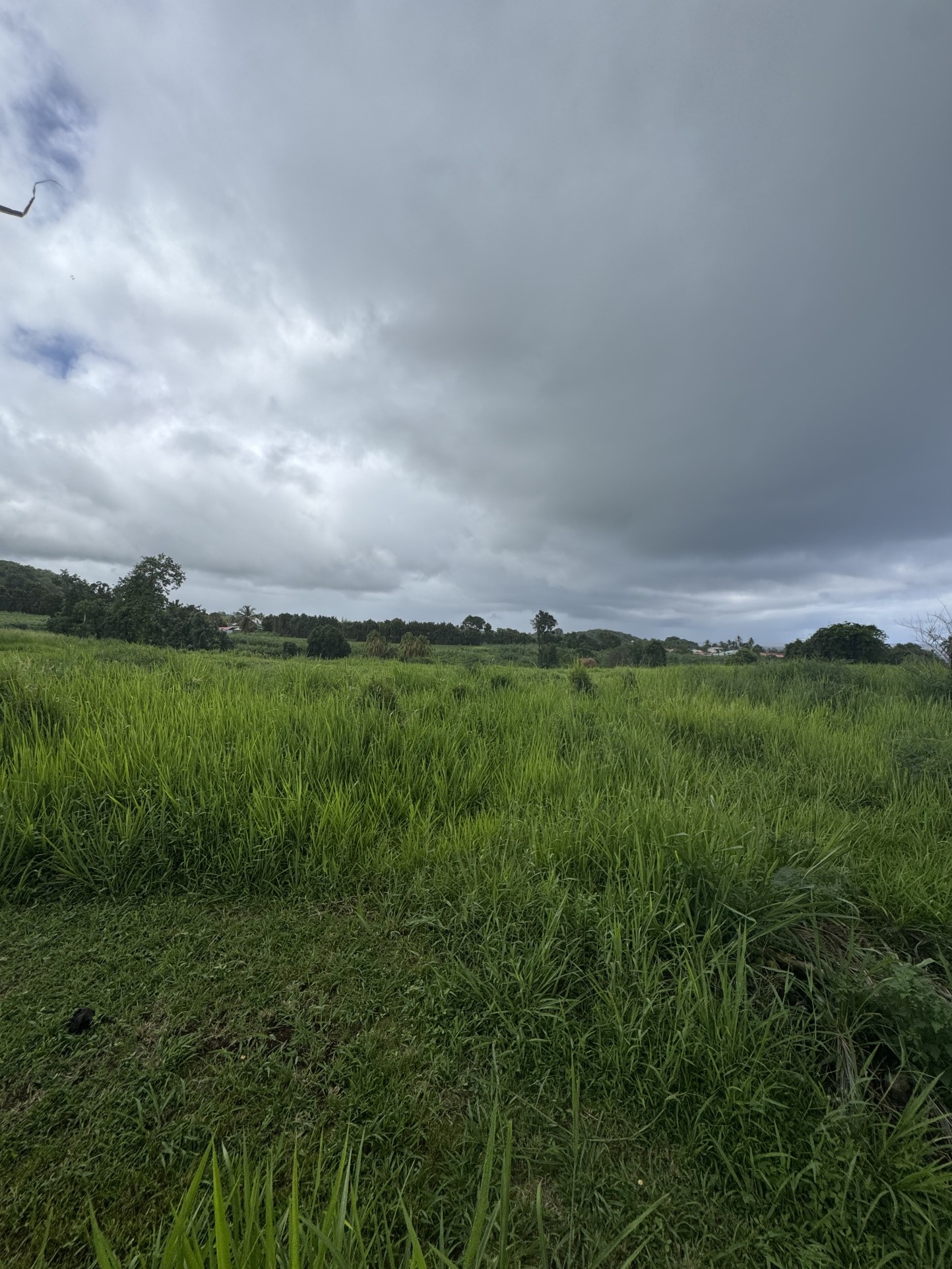 Terrain à la vente - Capesterre-Belle-Eau Plat & Viabilisé — photo 15