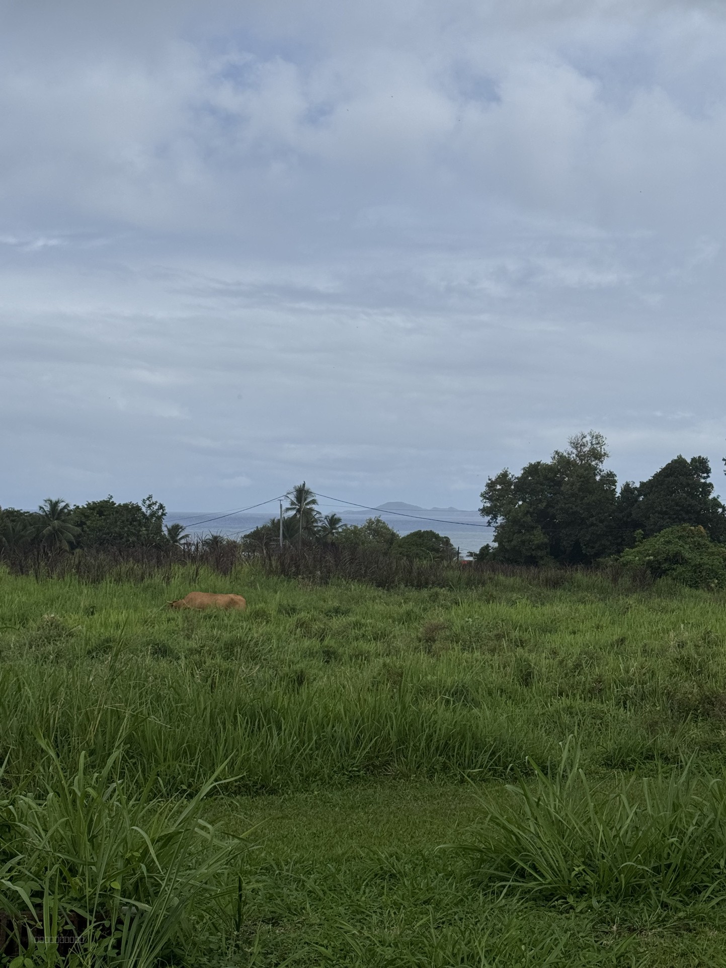 Terrain à la vente - Capesterre-Belle-Eau Plat & Viabilisé — photo 14