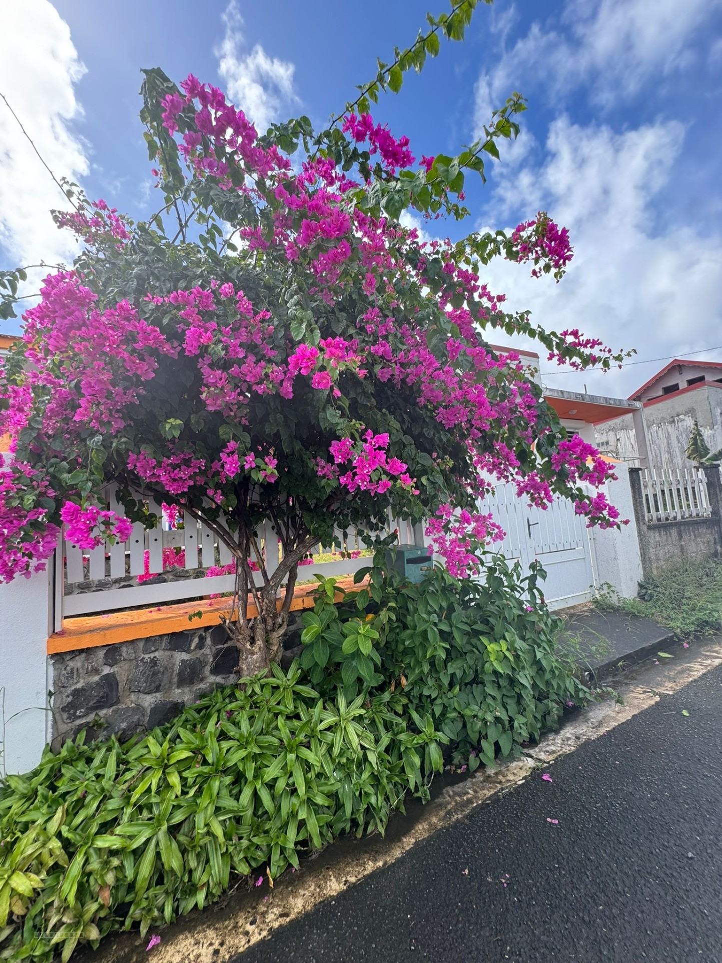 À VENDRE   MAISON F4 - 97170 PETIT-BOURG — photo 10