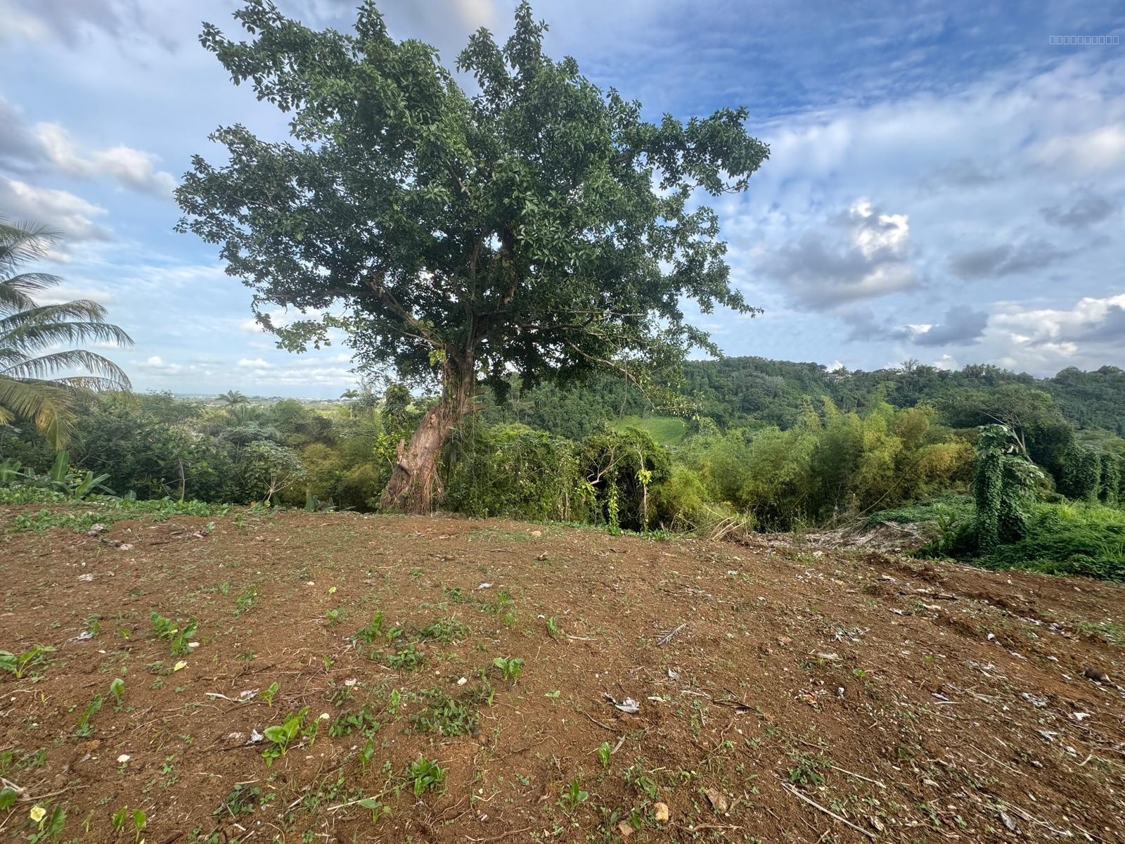 À Vendre   Terrain d’Exception de 960,27 m2 avec Vue Panoramique   Hauteurs Lézarde, Petit-Bourg — photo 9