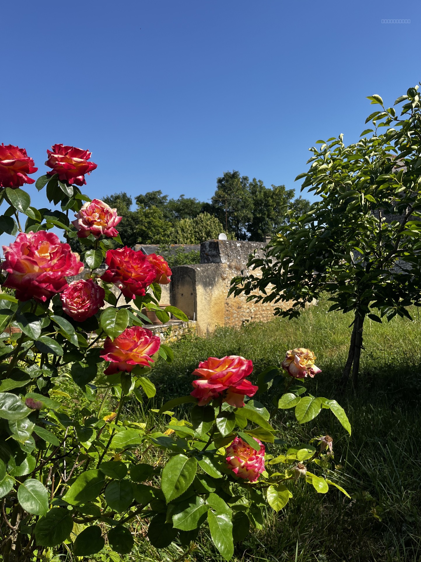 Hôtel particulier hyper centre ville avec jardin et dépendances — photo 13