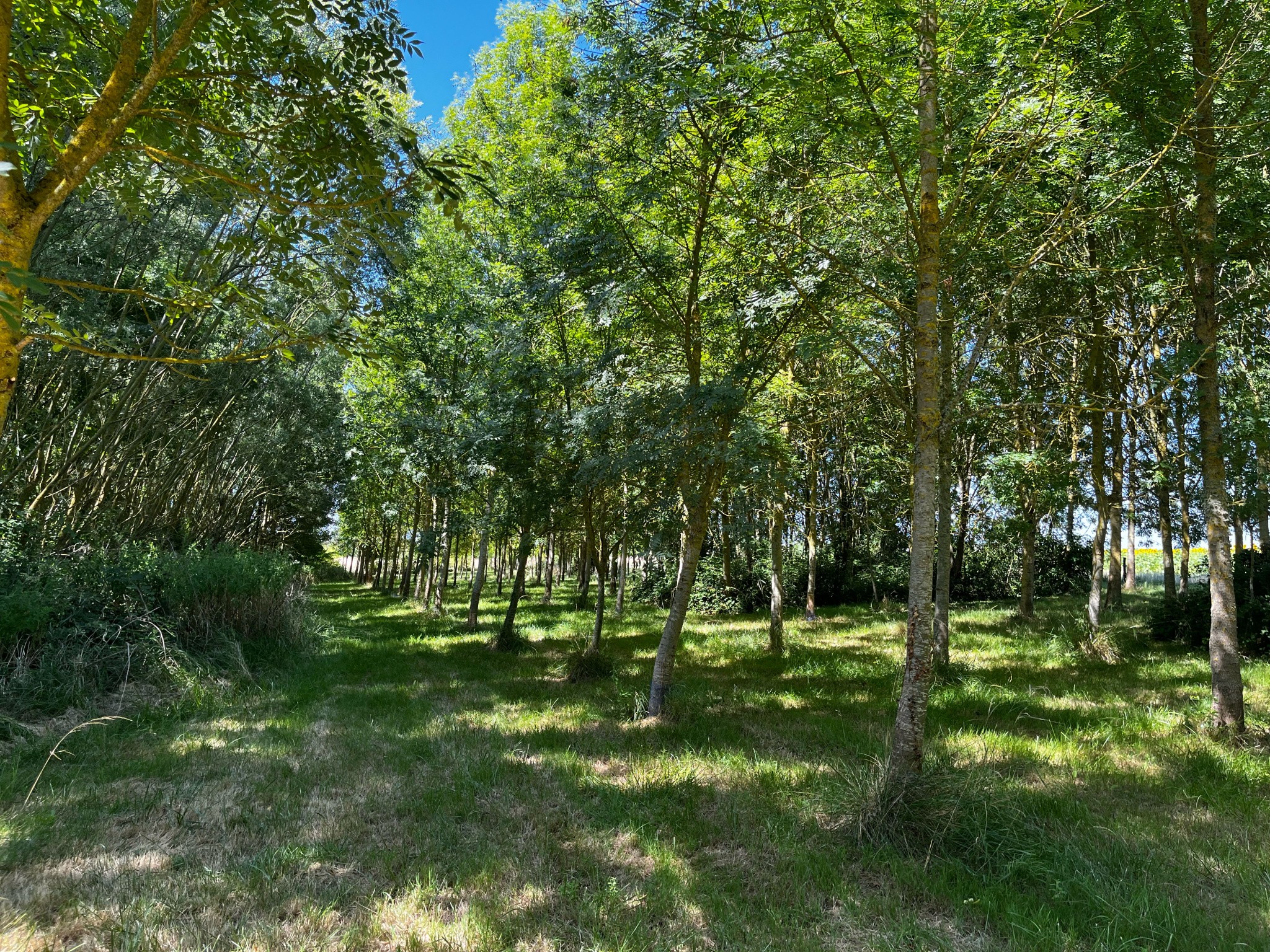 Propriété avec étang et source, hectares — photo 13