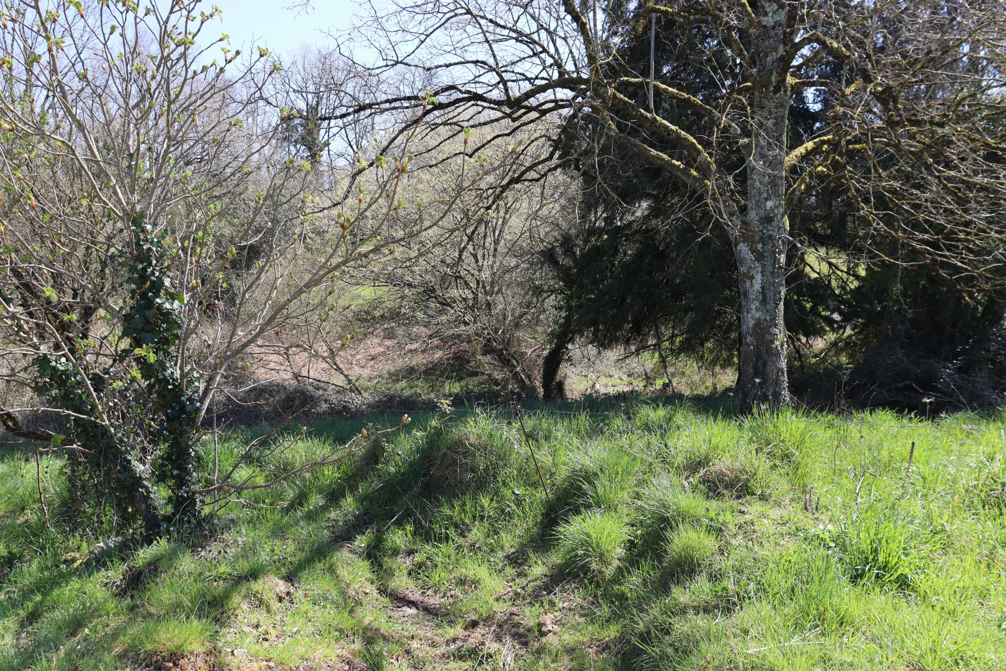 PRESIGNAC (87) - DOMAINE AVEC MAISON À RÉNOVER + 900 M2 DE DÉPENDANCES ET 4000 M2 DE TERRAIN ! — photo 9