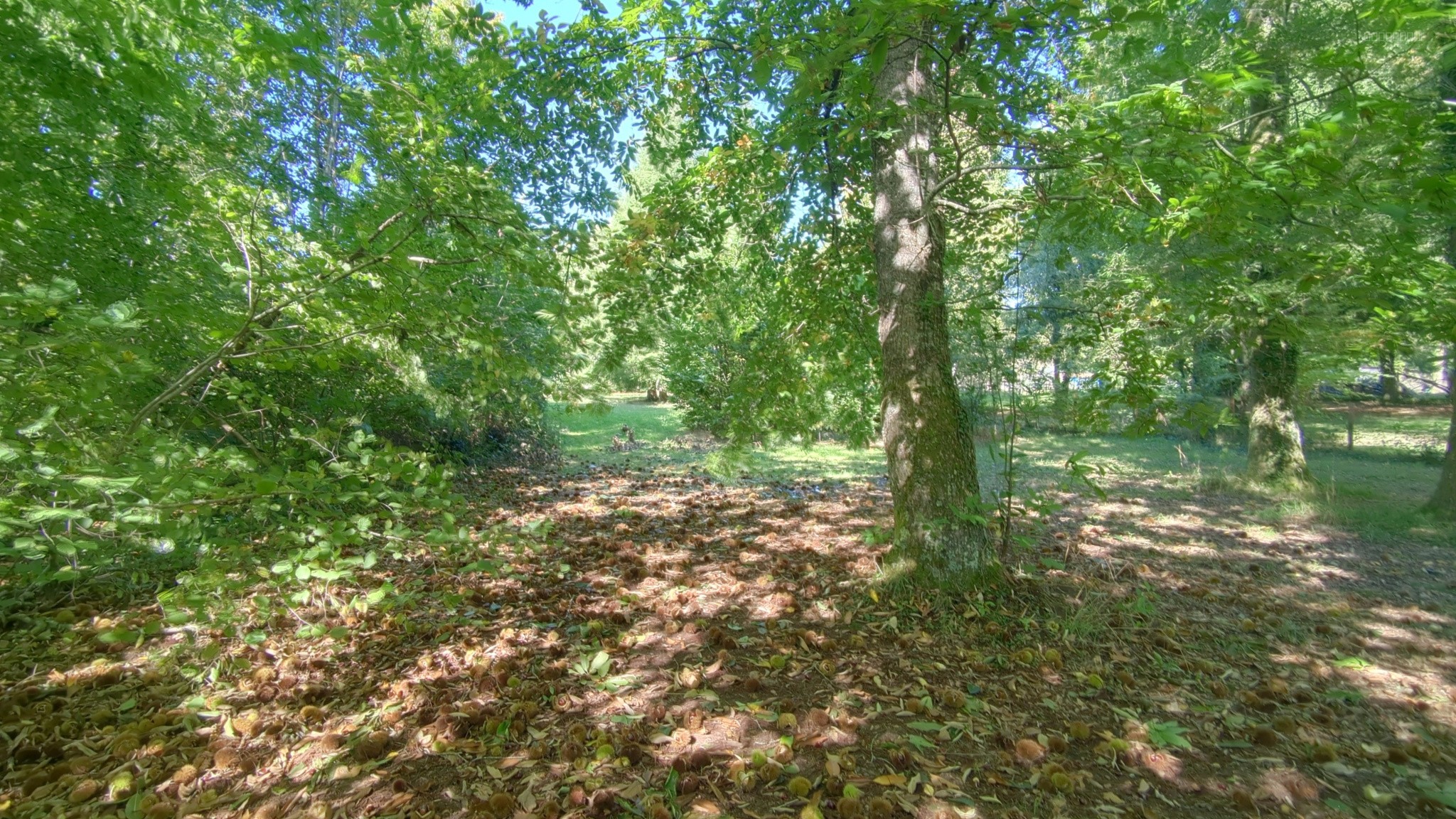 MAISON ET TERRAIN CONSTRUCTIBLE DE 3000 M2   DOURNAZAC — photo 13