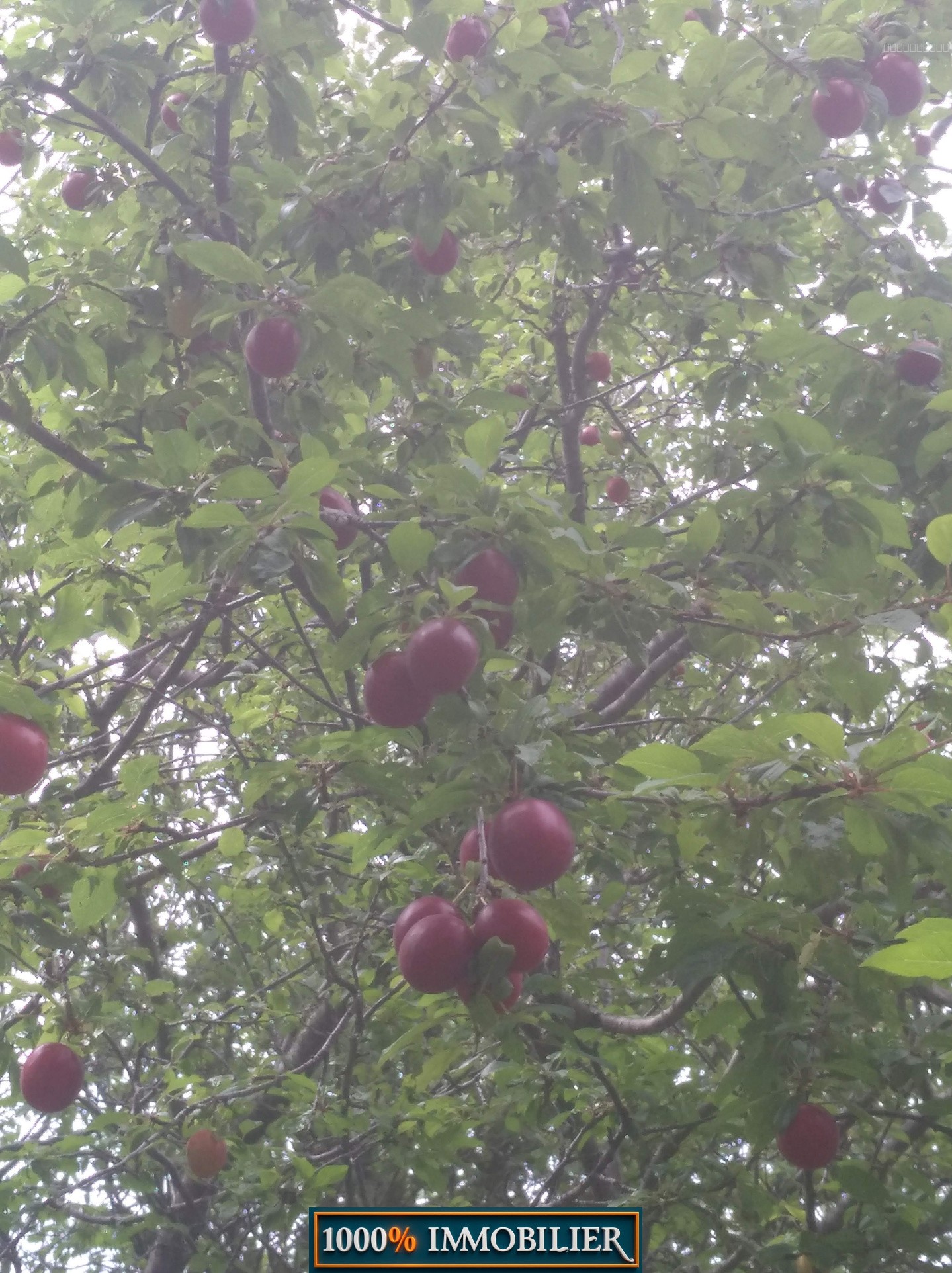 Très beau terrain de loisir ( type agricole ) — photo 9