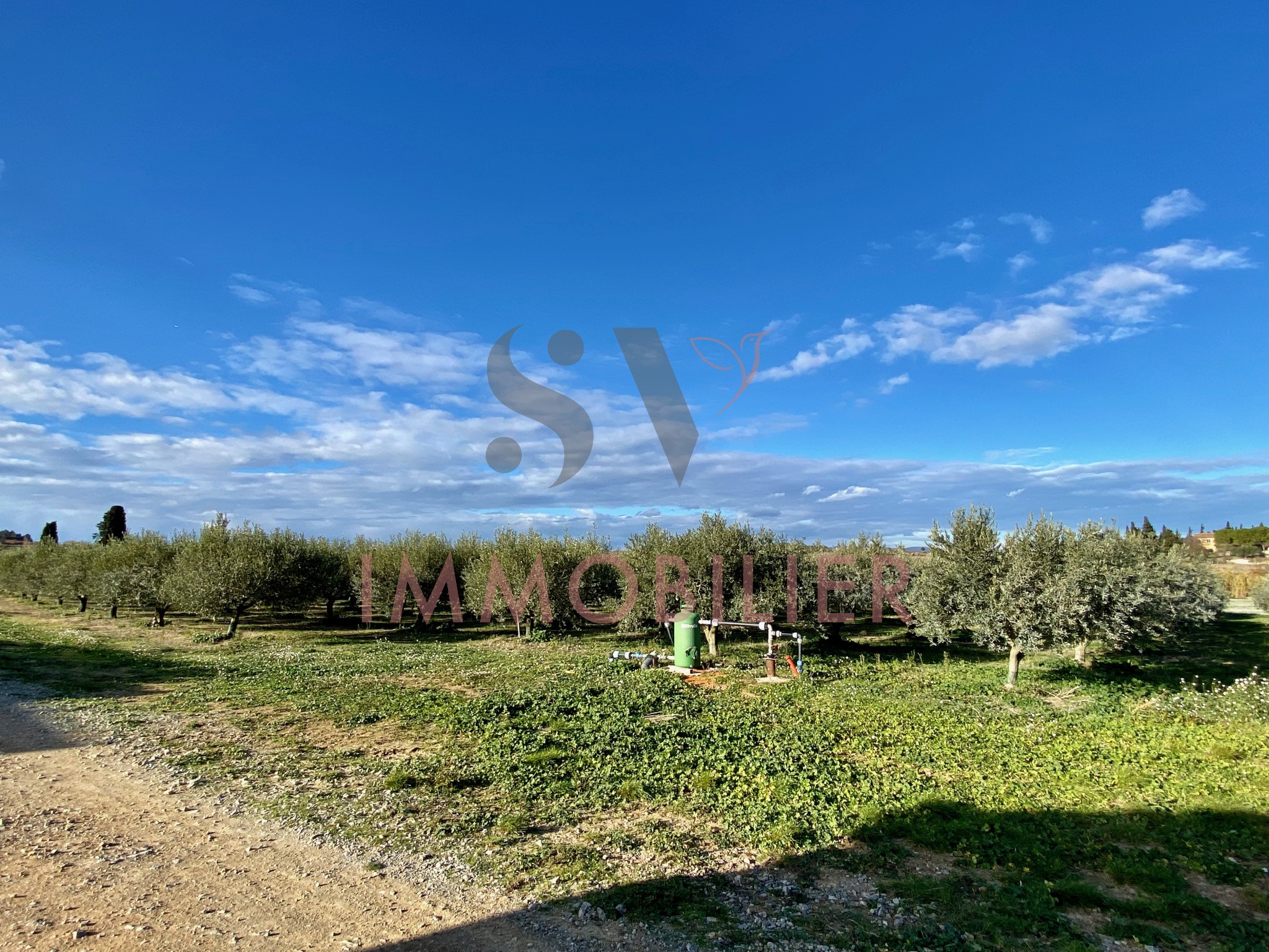 Propriété avec villa de plain-pied    Ensemble foncier rare — photo 4