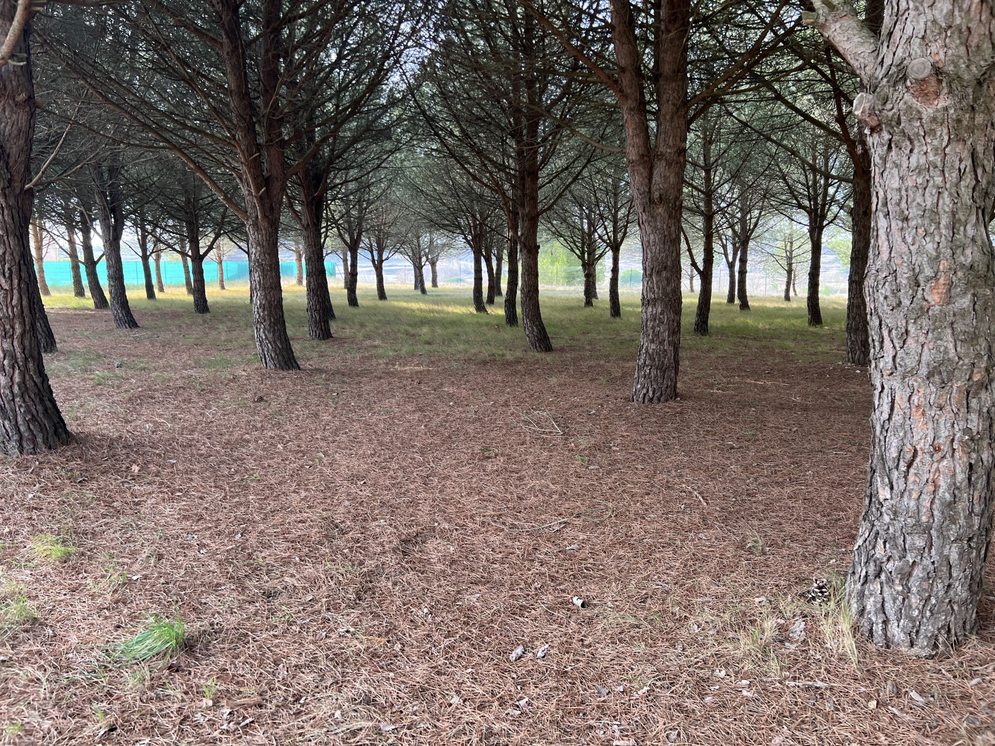Belle parcelle de 1715m2 au coeur d'une pinede — photo 2