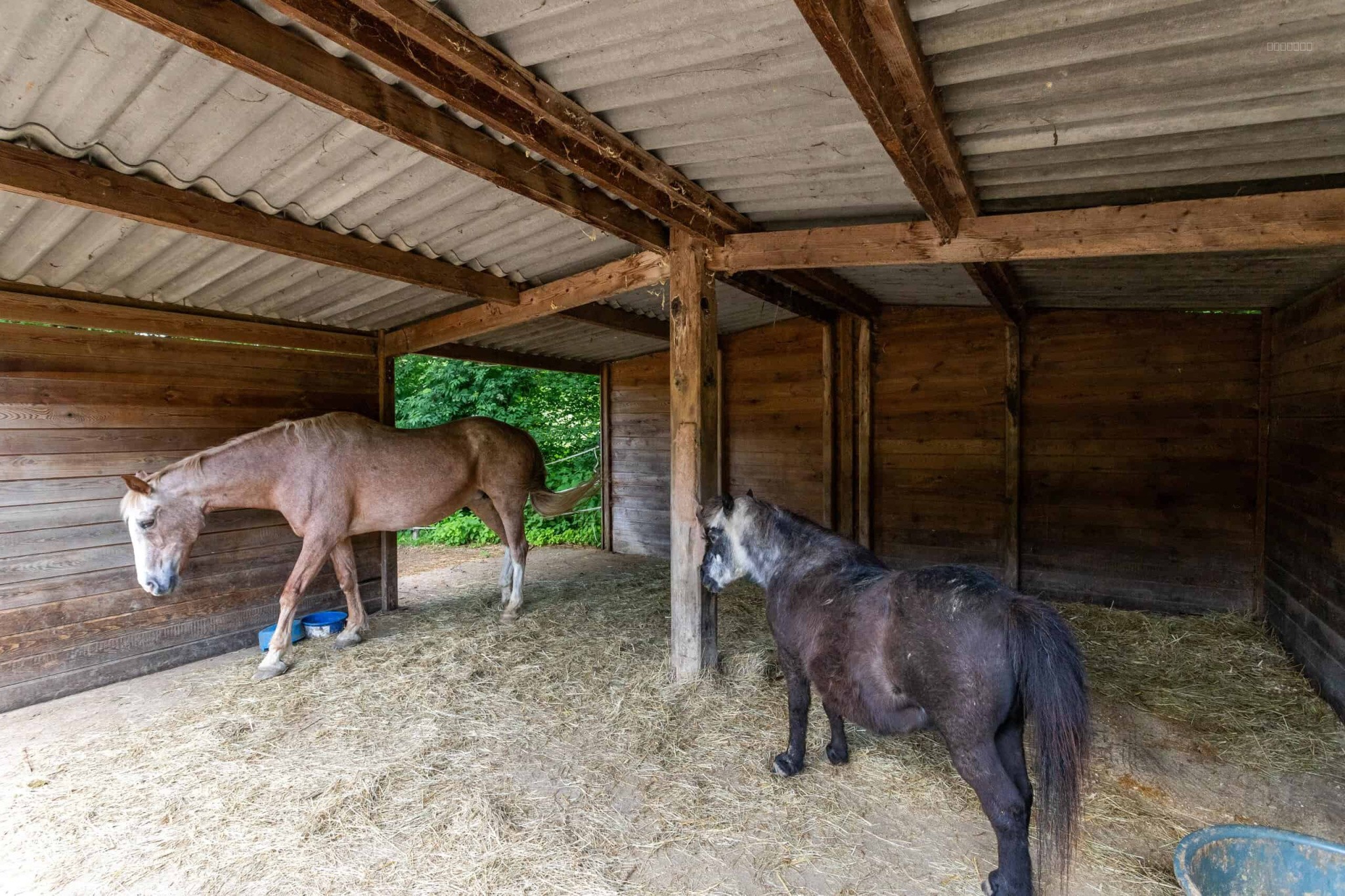 Equestrian property — photo 11