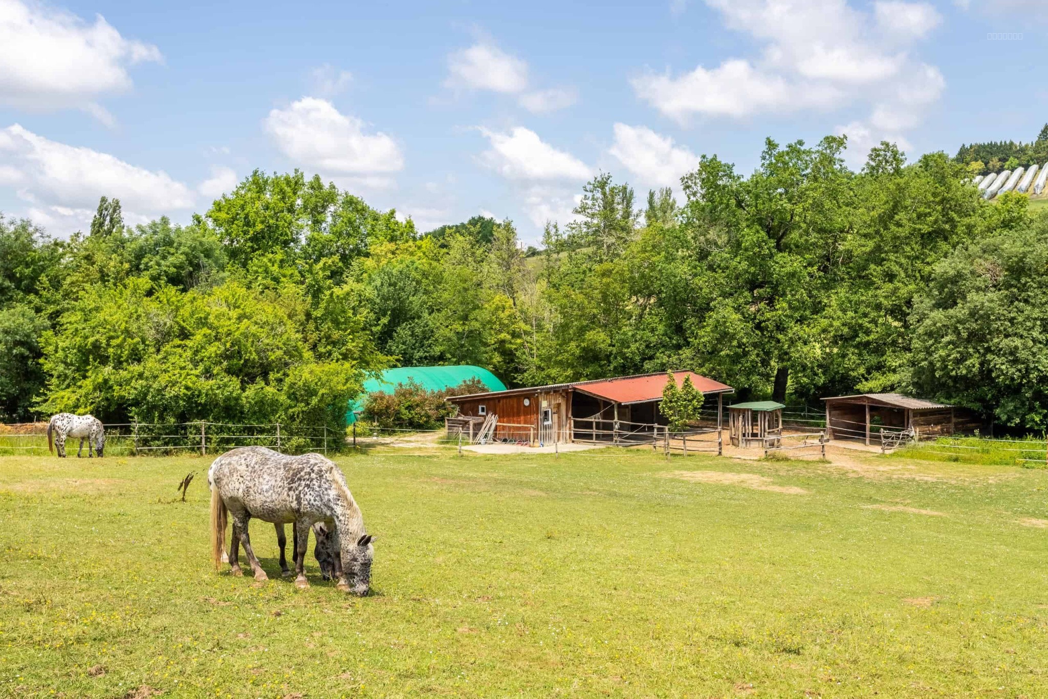 Equestrian property — photo 7