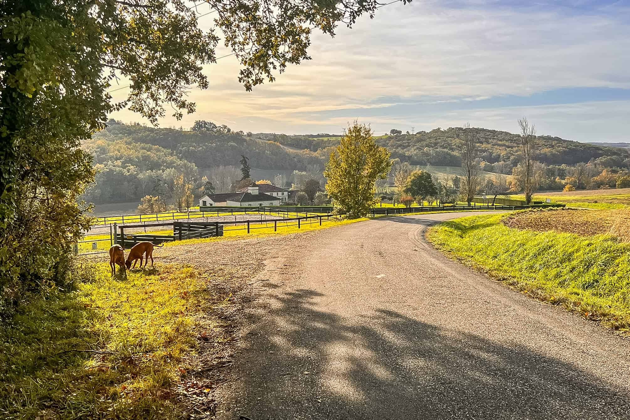 Country estate with equestrian facilities and lake — photo 18