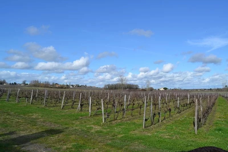 Château viticole en AOC Côtes de Bourg sur 16 hectares - Réf 1029 — photo 2