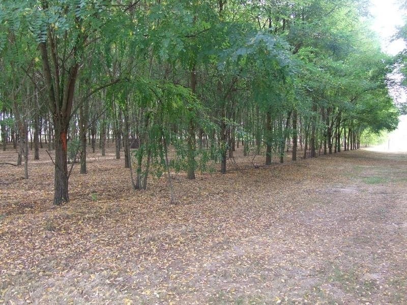 Secteur La Réole - maison Landaise avec gite - REF 1116 — photo 15