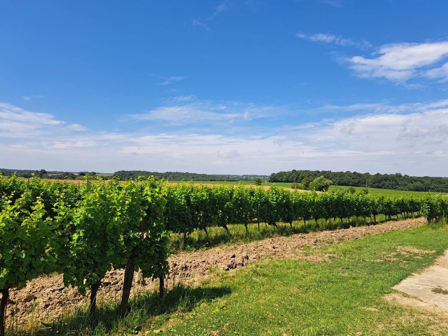 Propriété viticole bio sur 22 hectares - Réf 72 — photo 4