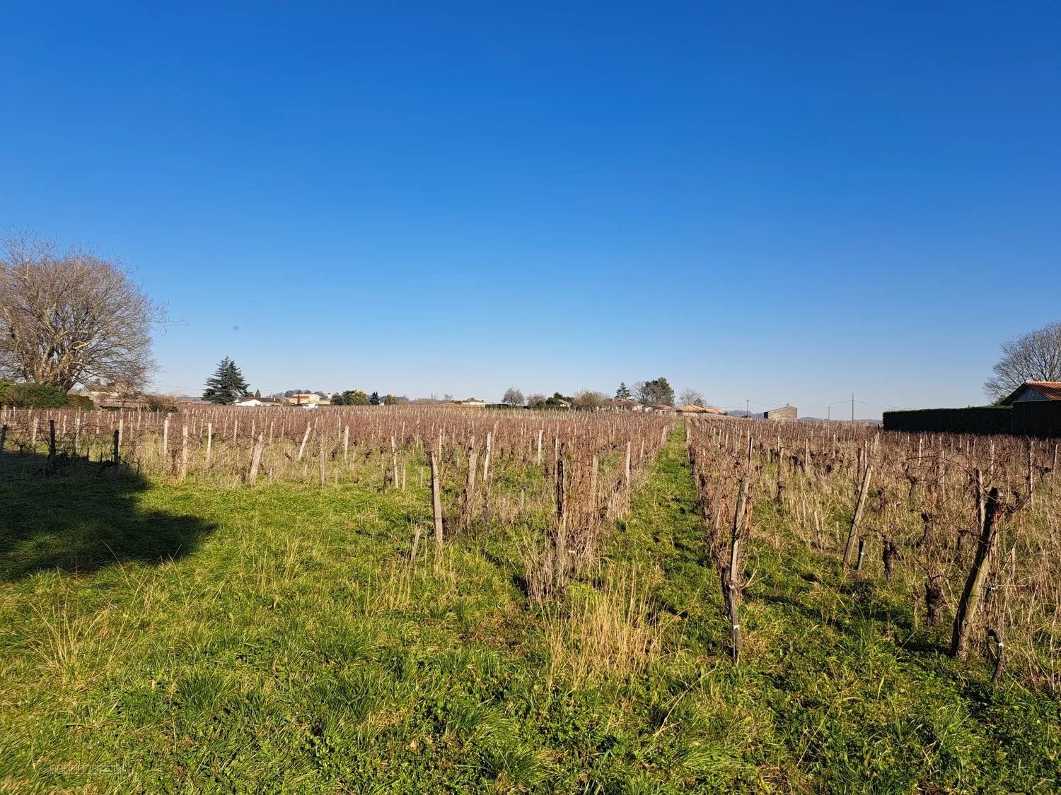 Propriété viticole en Bio à vendre Saint Emilion - Réf 1140 — photo 2