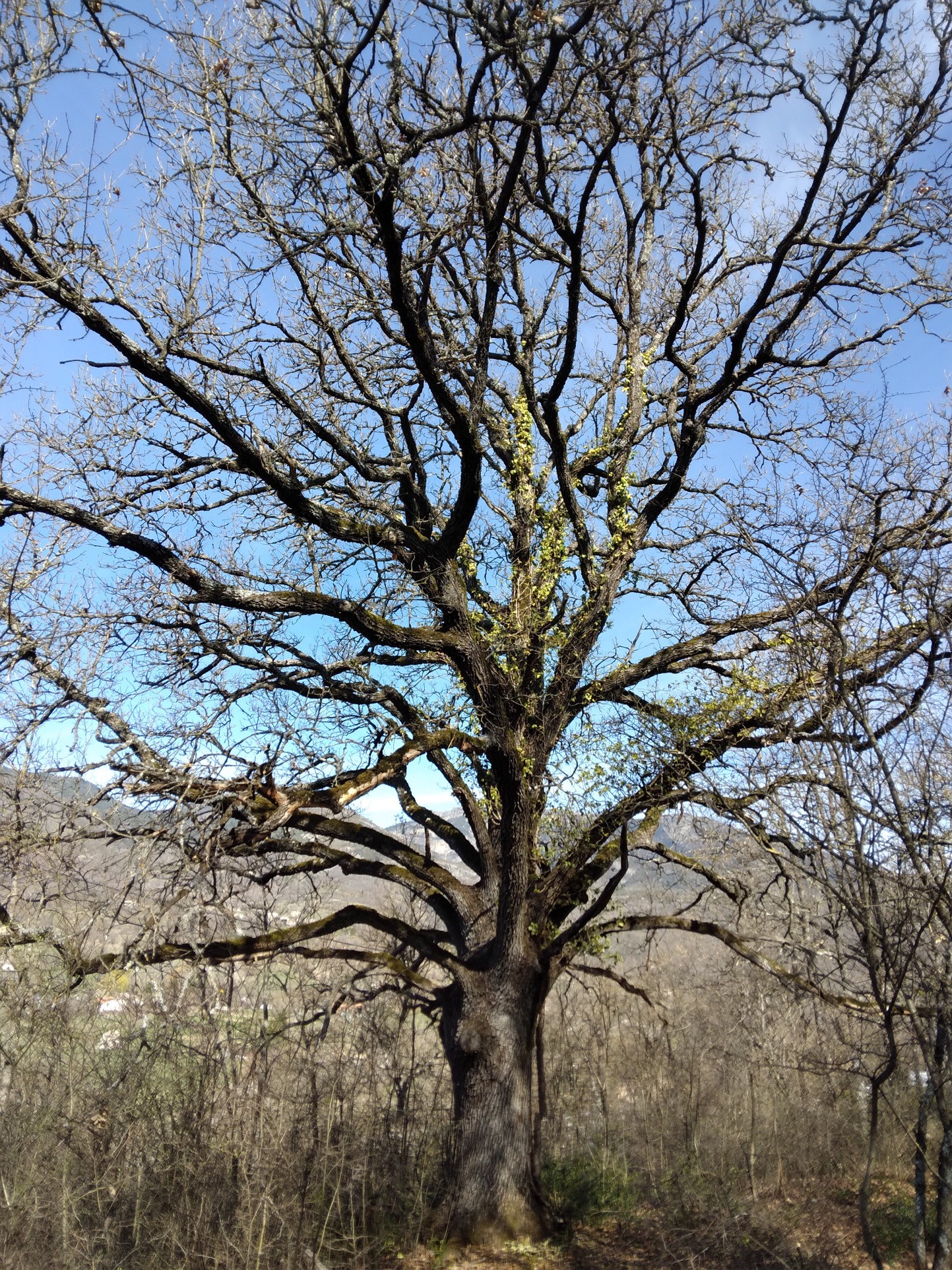 terrain Castellane — photo 4