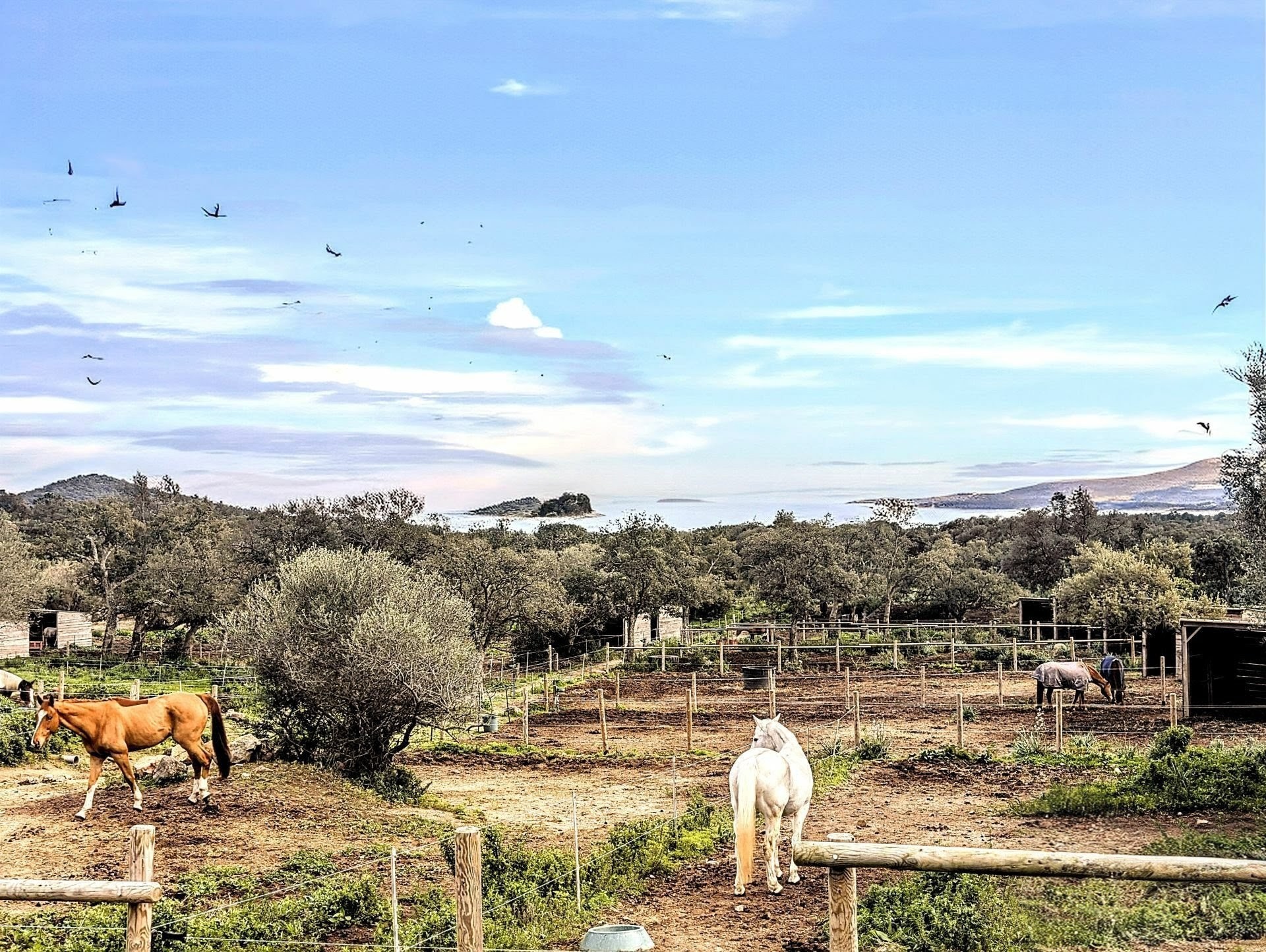 STE LUCIE DE PORTO VECCHIO : VENTE DE 5 VILLAS DE 2500M2 SUR TERRAIN DE LUXE — photo 2