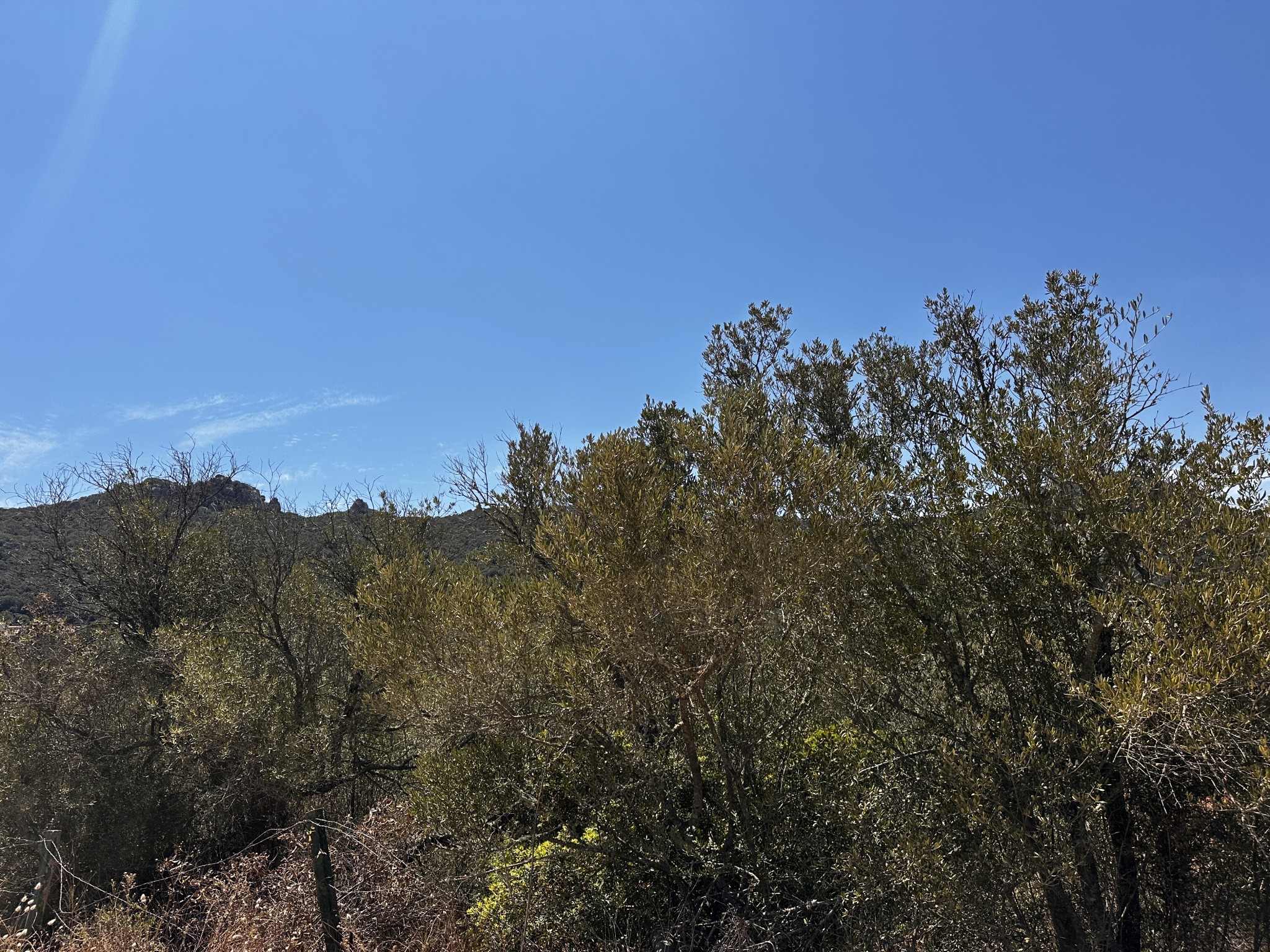 À vendre   Terrain avec vue montagne à Figari — photo 3