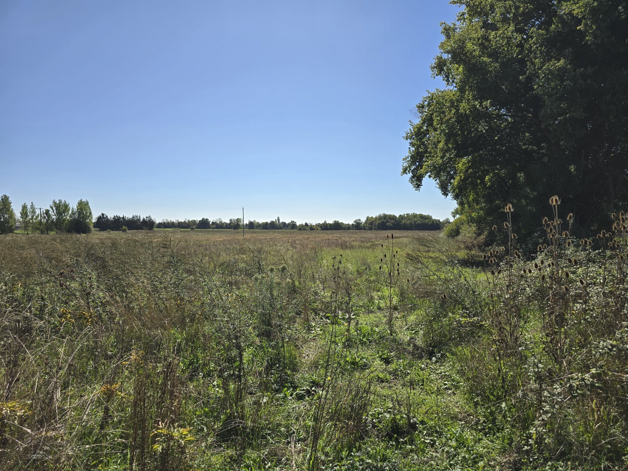 Terres agricoles à vendre dans le Cher   82 ha libres en exclusivité Terres & Domaine — photo 6