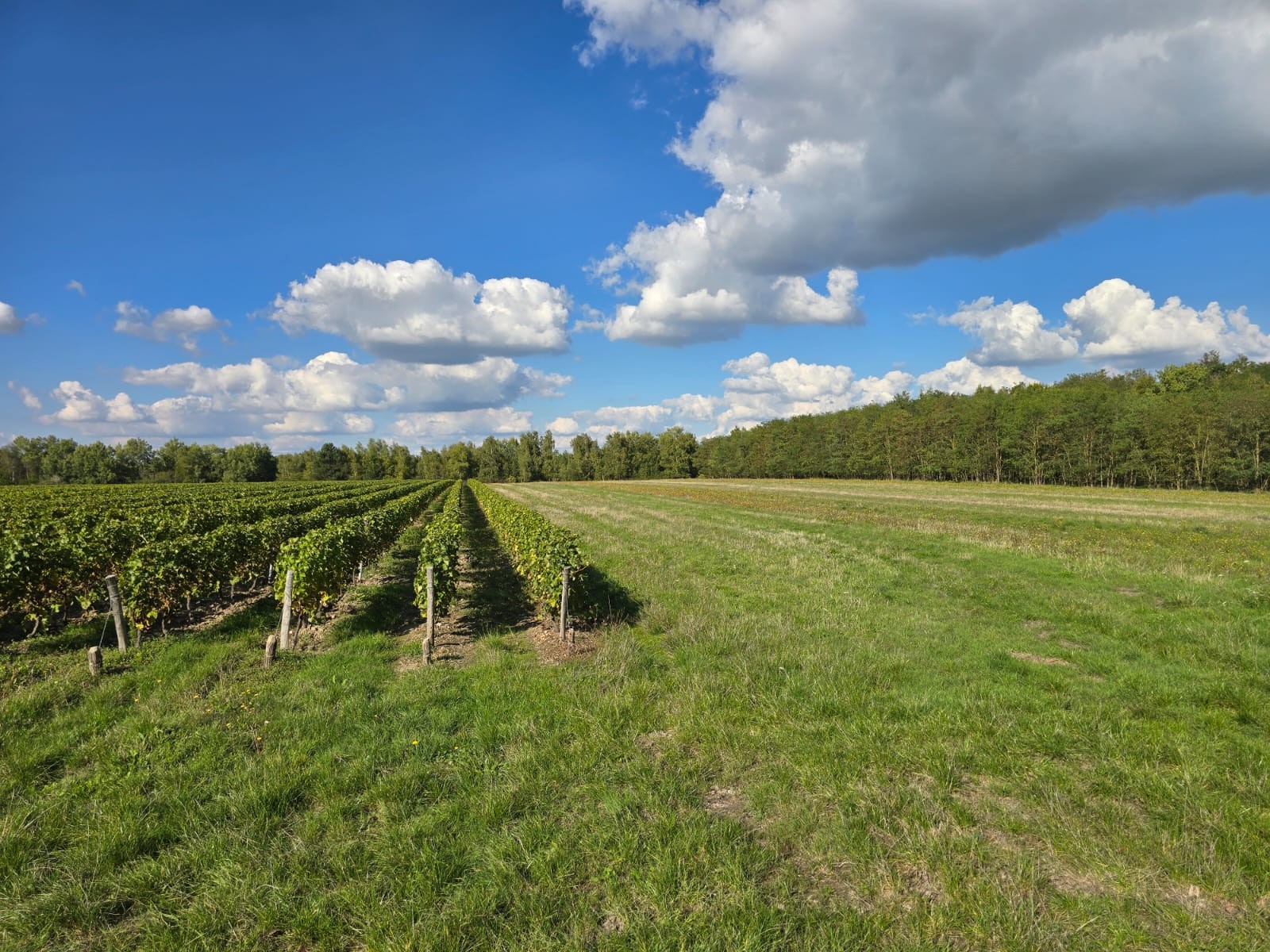 Propriété viticole AOC Valençay — photo 8