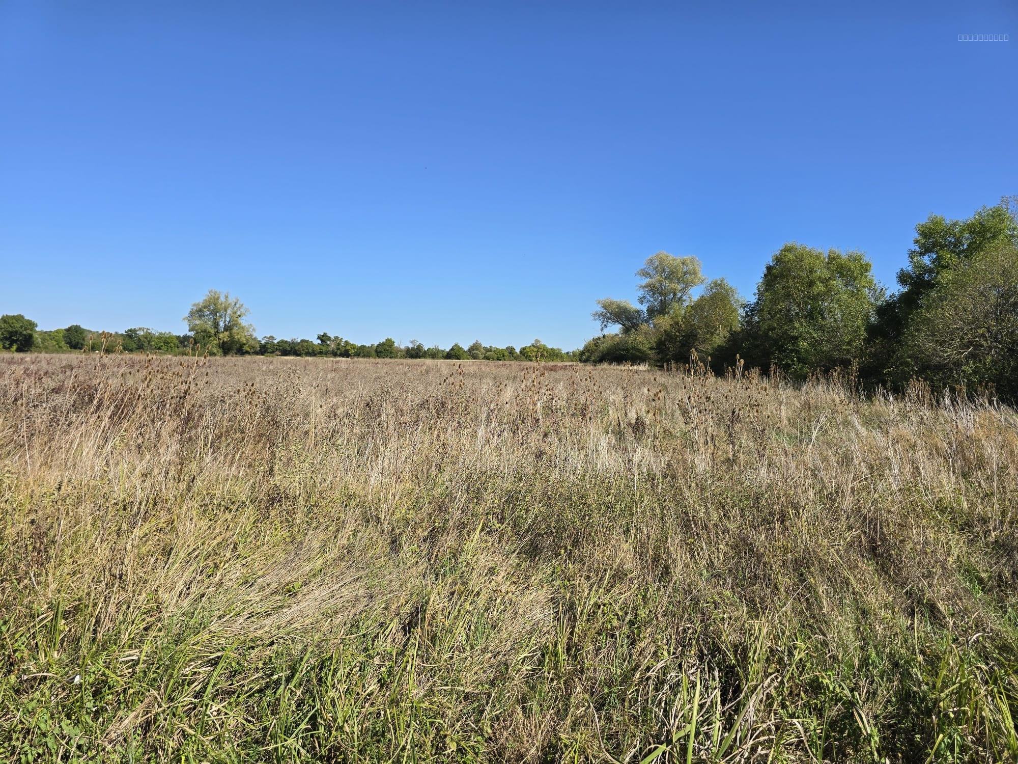Terres agricoles à vendre dans le Cher   82 ha libres en exclusivité Terres & Domaine — photo 5
