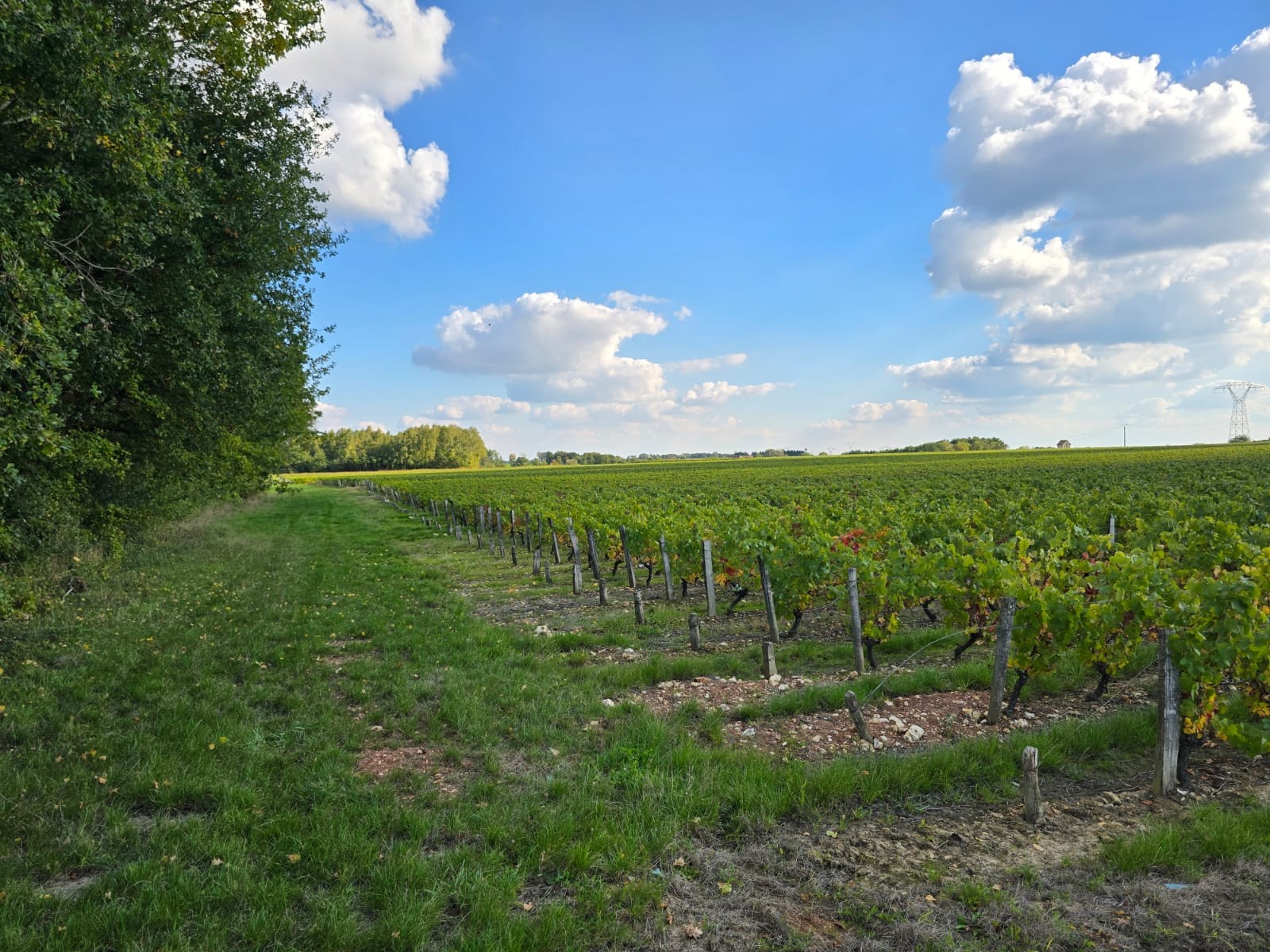 Propriété viticole AOC Valençay — photo 12