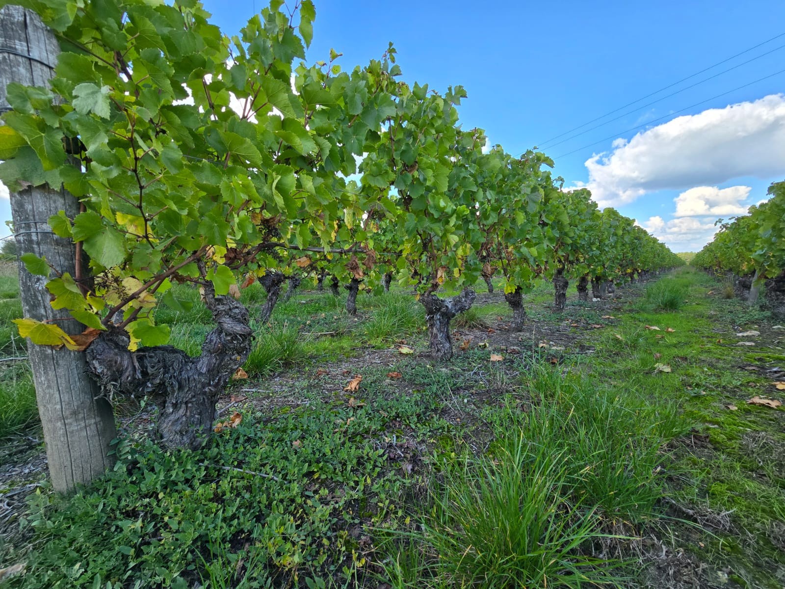 Propriété viticole AOC Valençay — photo 4